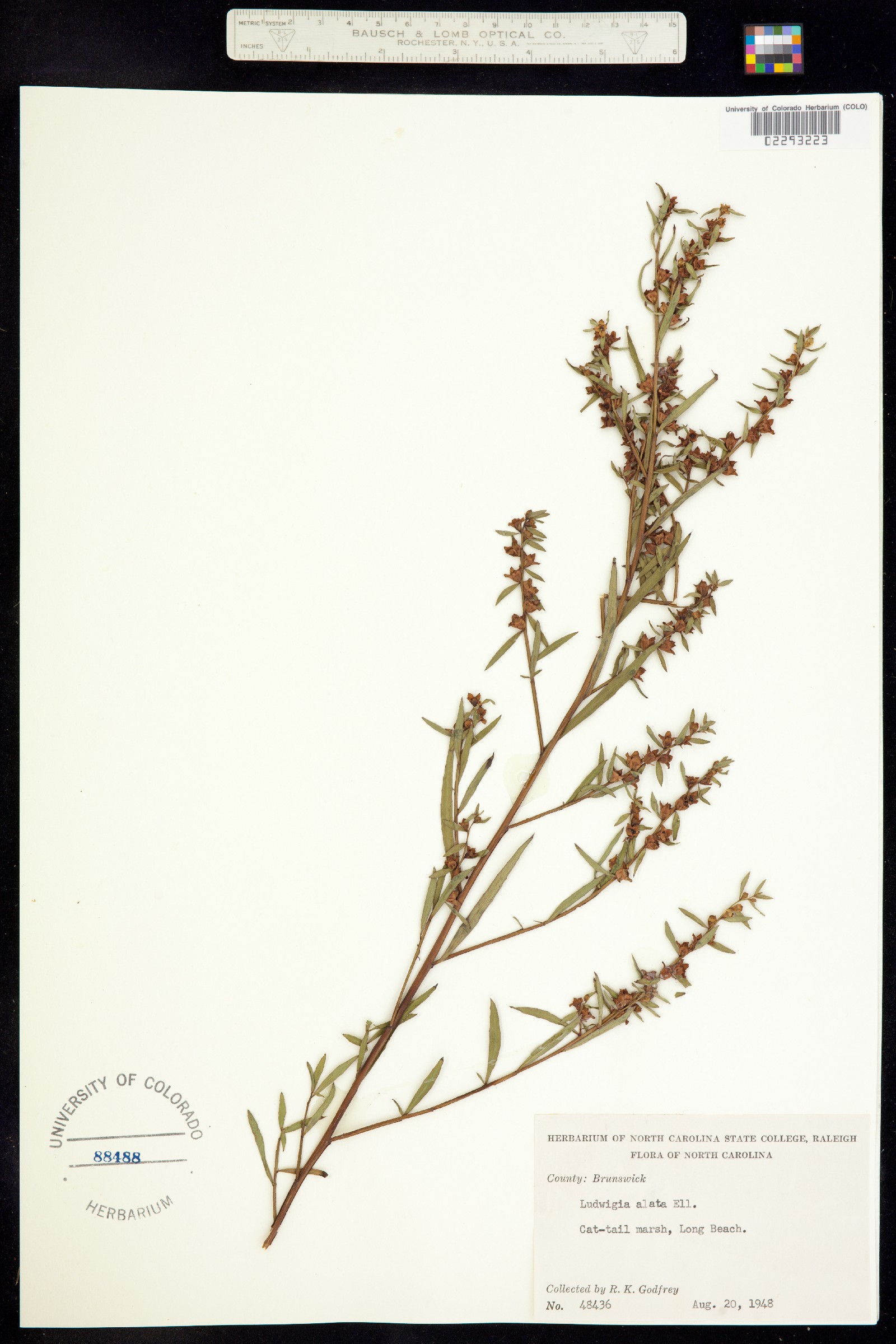 Ludwigia alata image