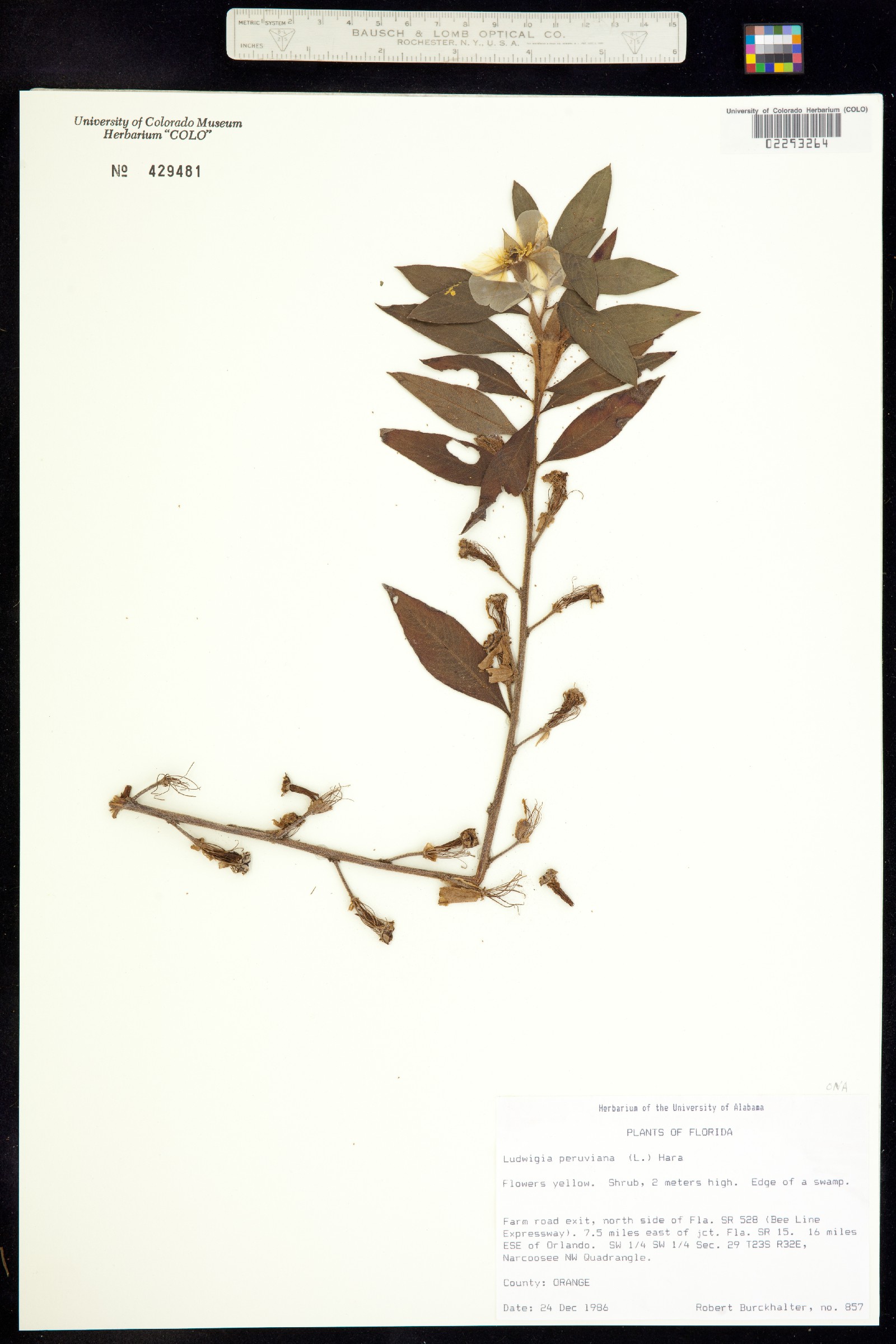 Ludwigia peruviana image