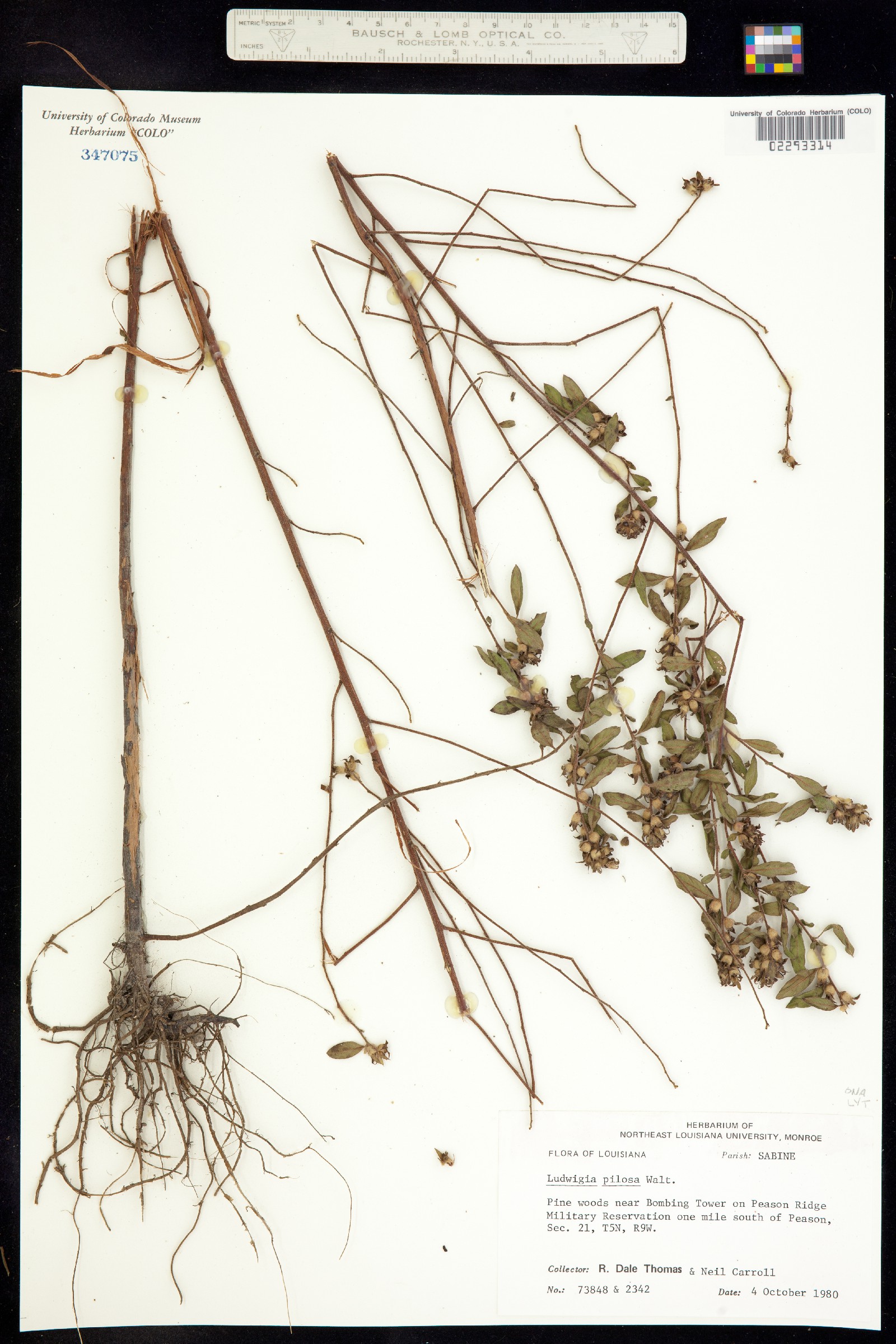 Ludwigia pilosa image