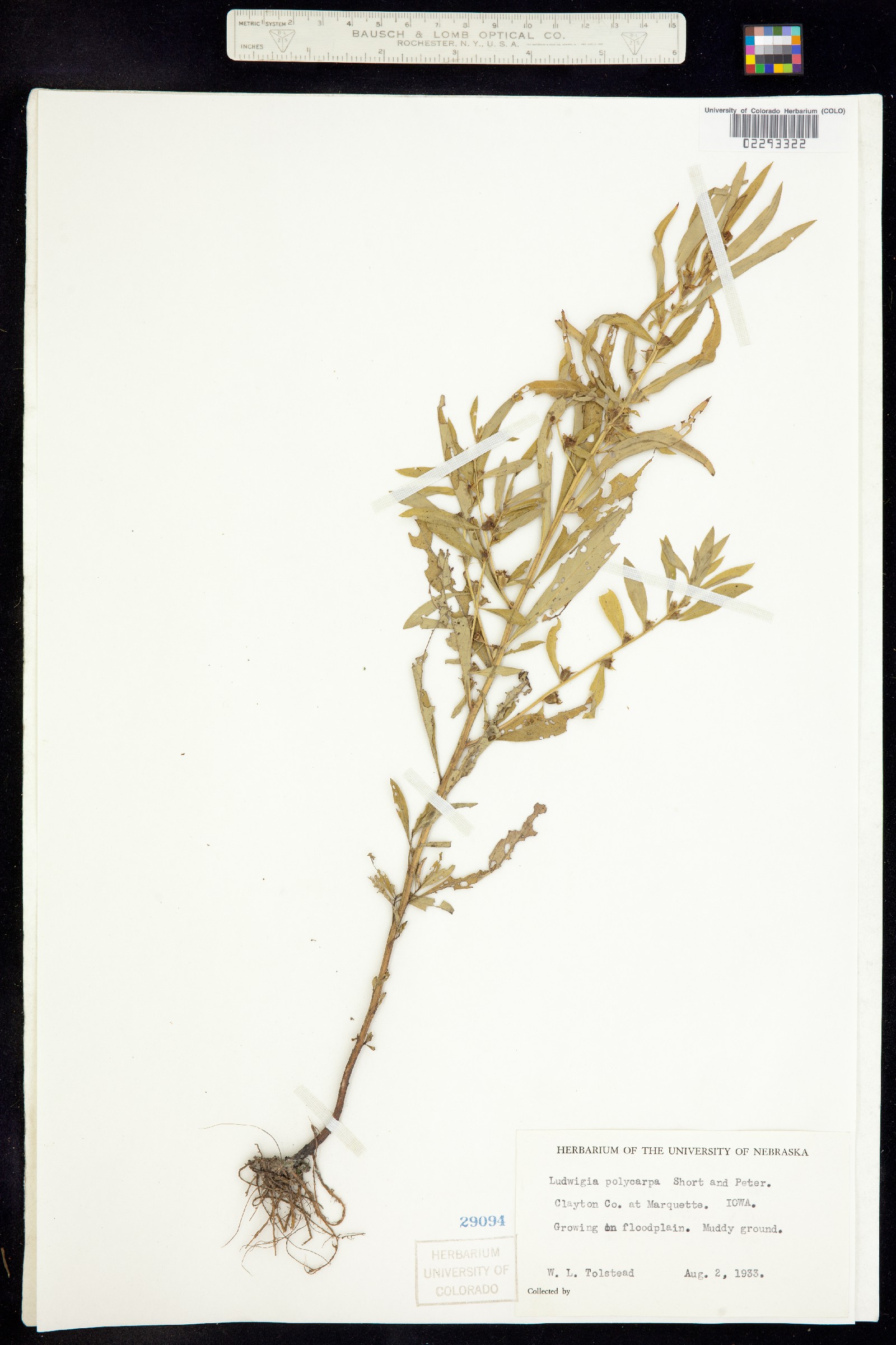 Ludwigia polycarpa image