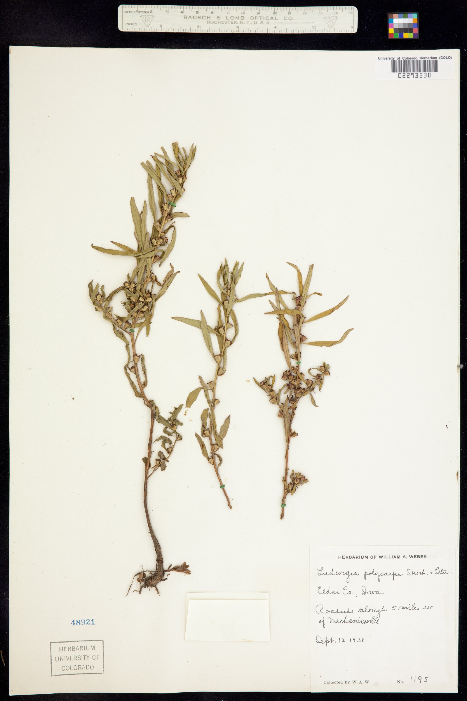 Ludwigia polycarpa image