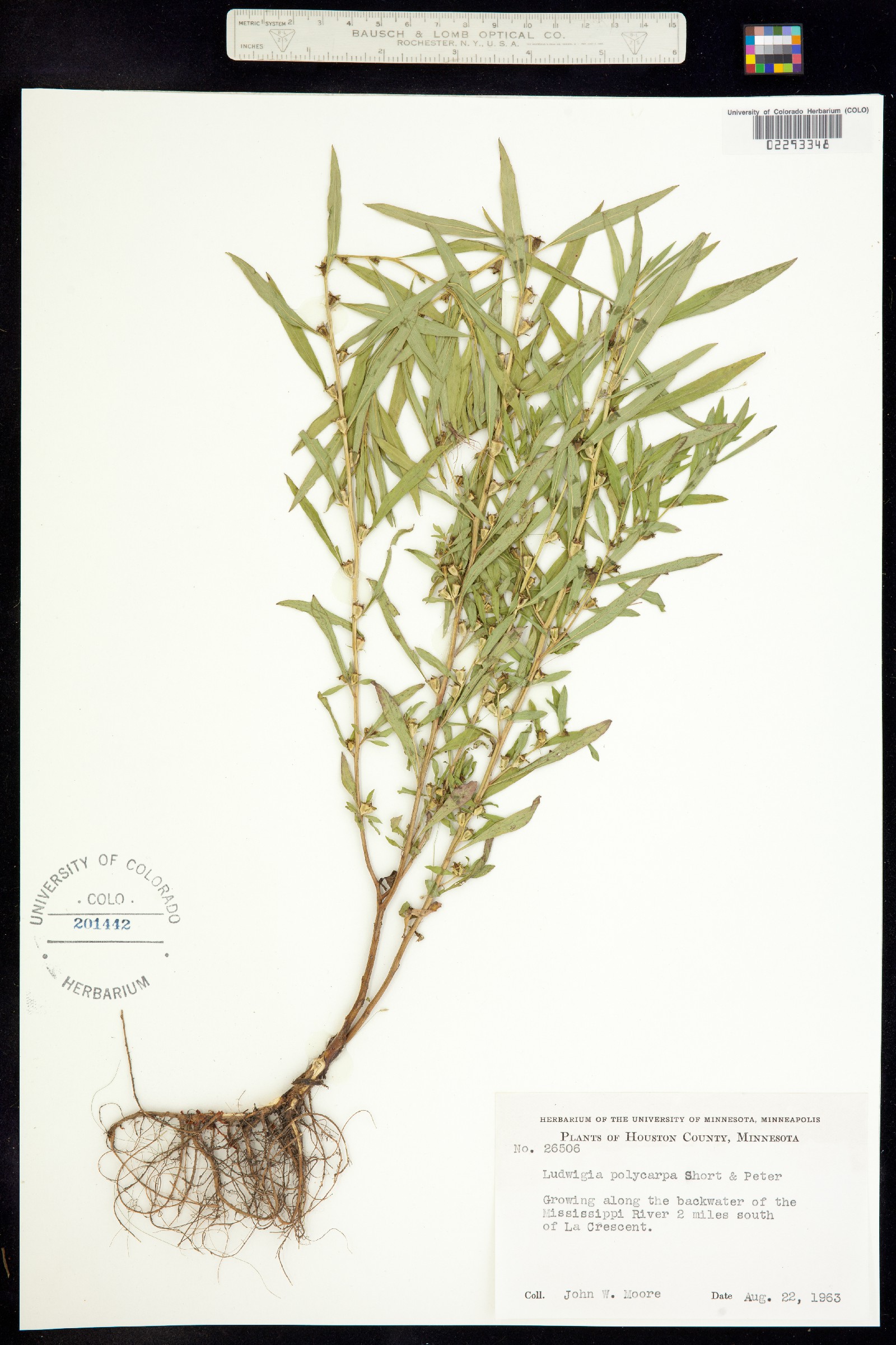 Ludwigia polycarpa image