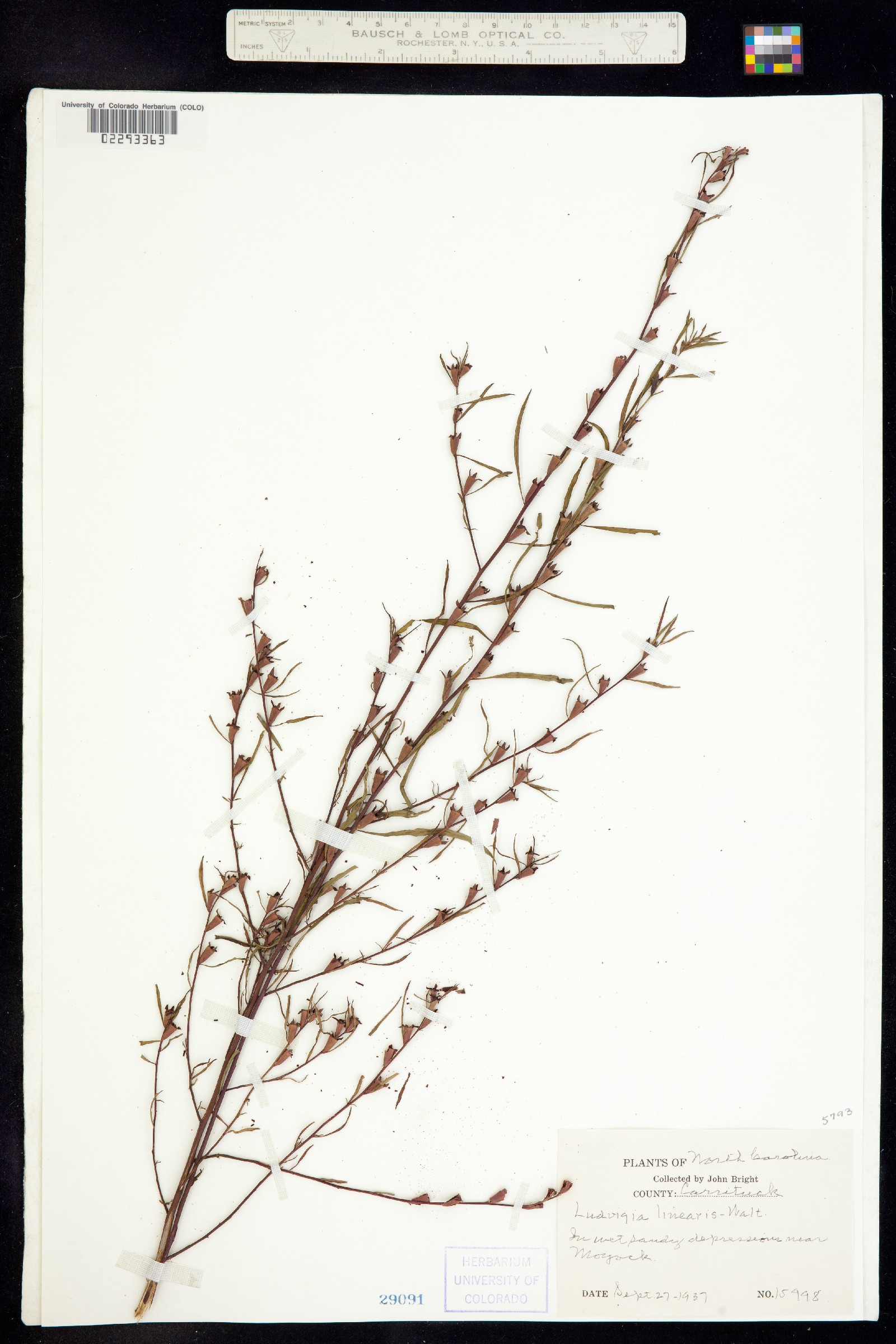 Ludwigia linearis image