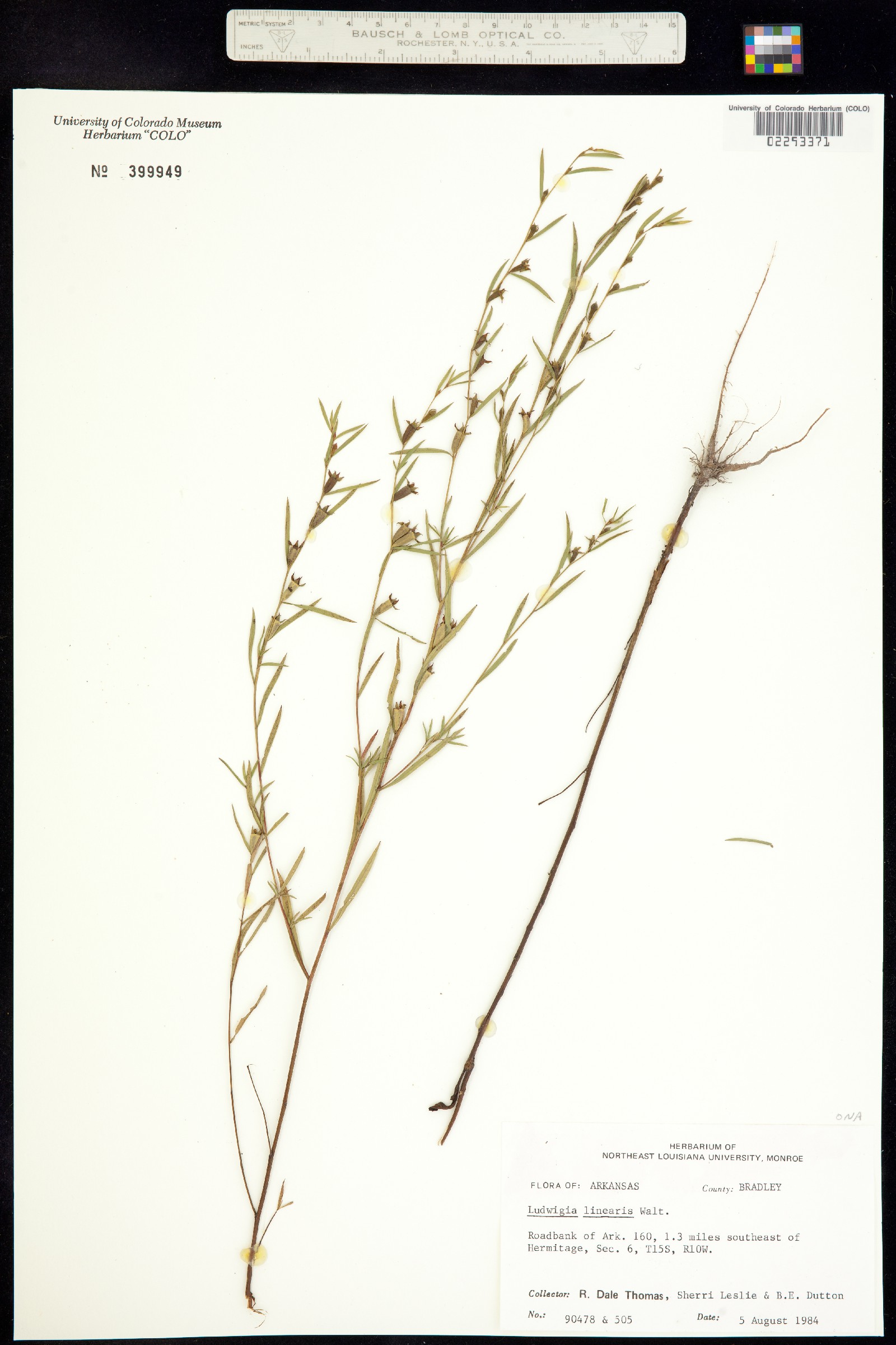 Ludwigia linearis image