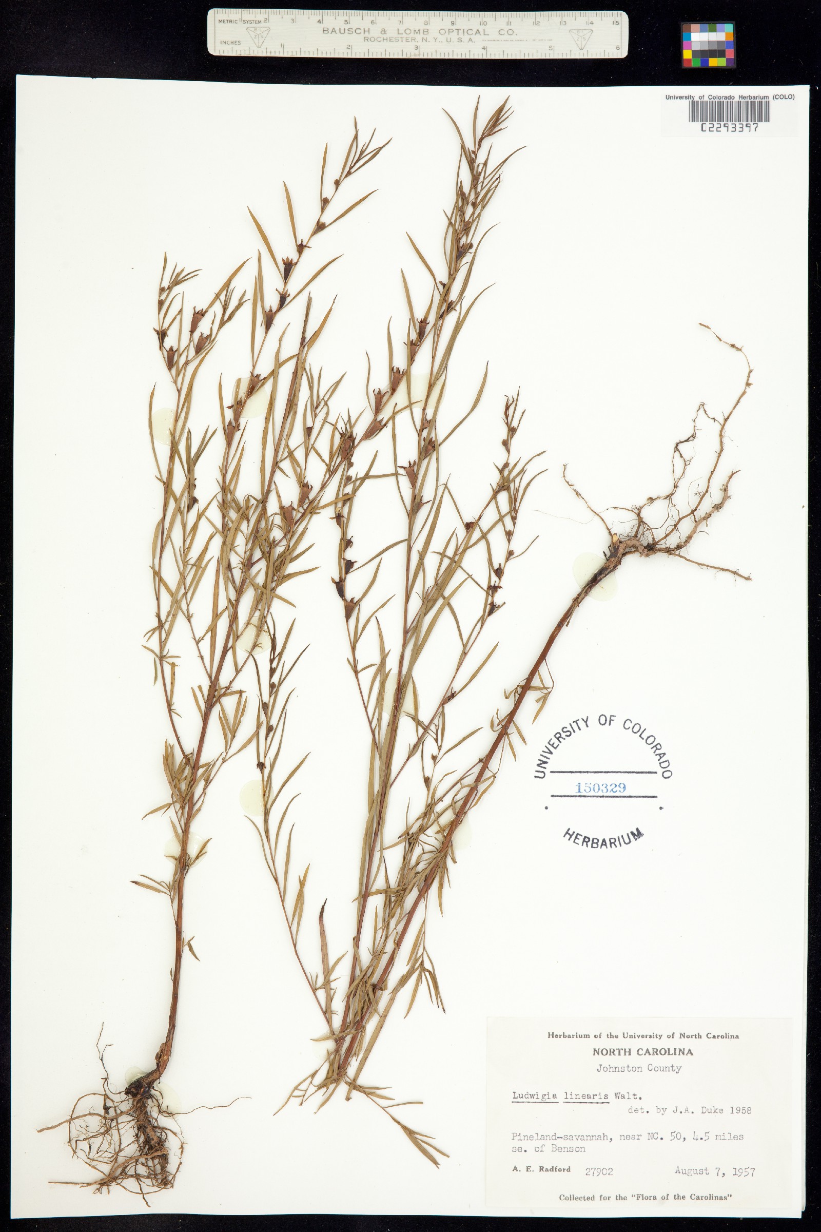 Ludwigia linearis image