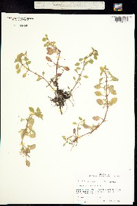 Image of Ludwigia palustris