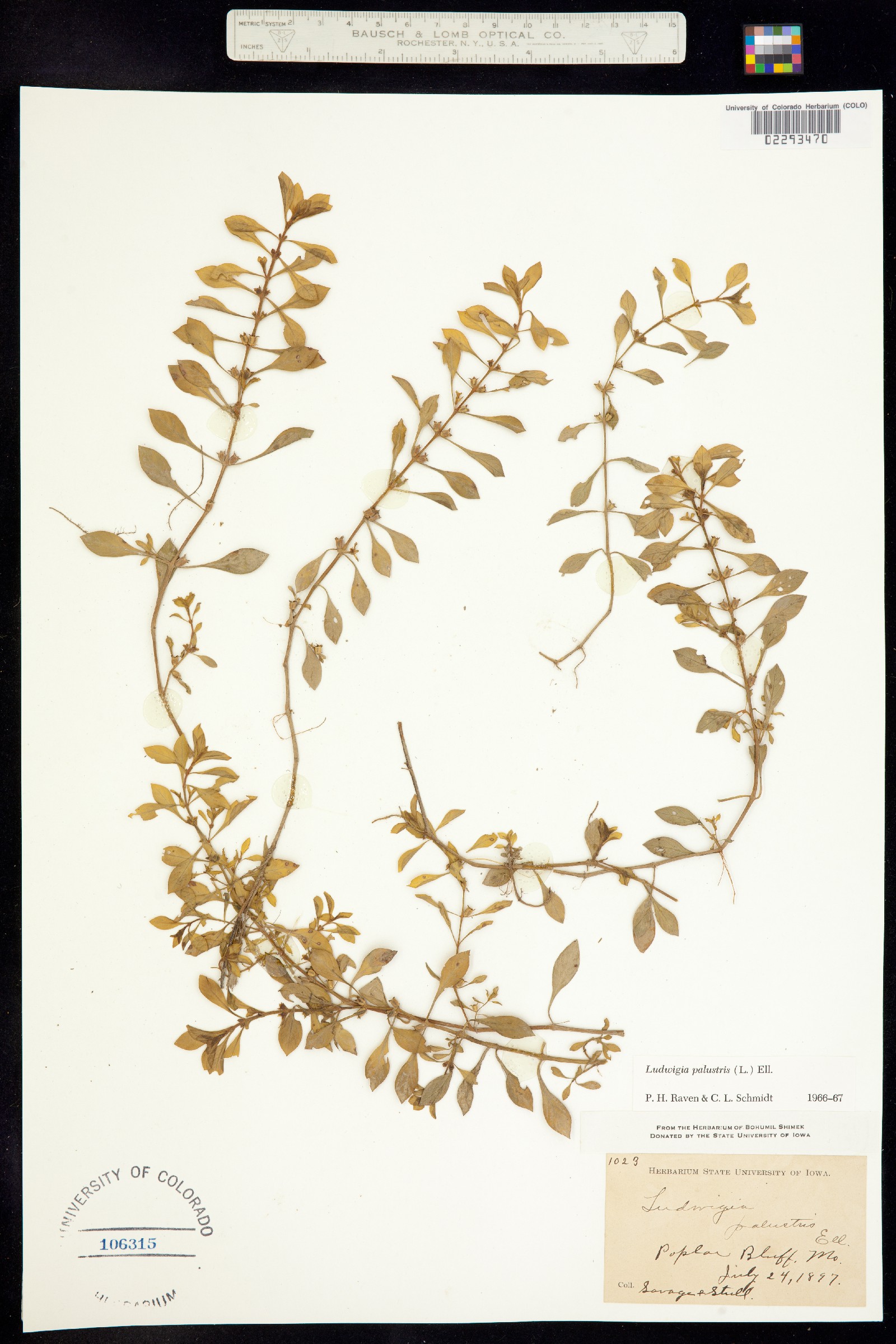 Ludwigia palustris image