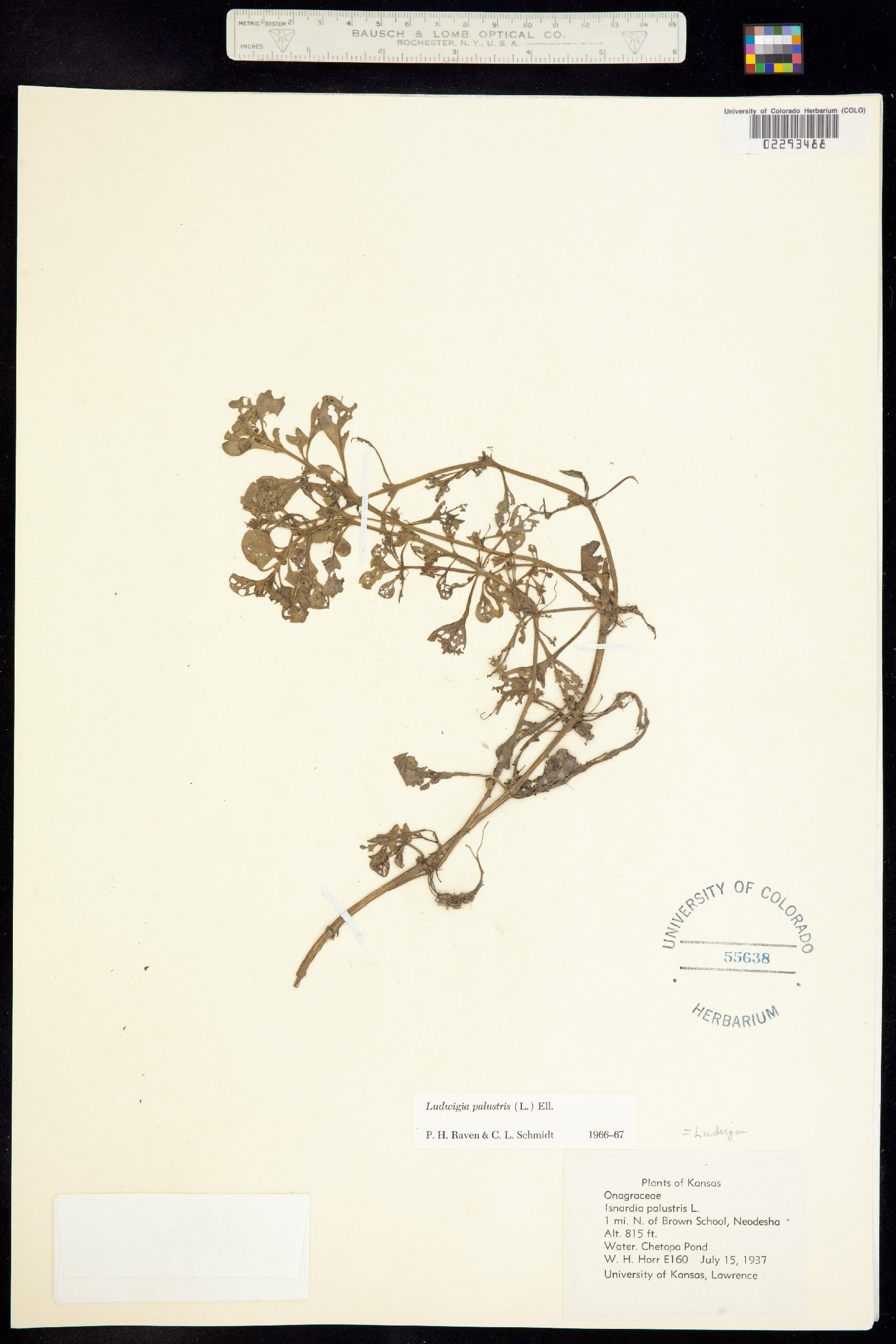 Ludwigia palustris image