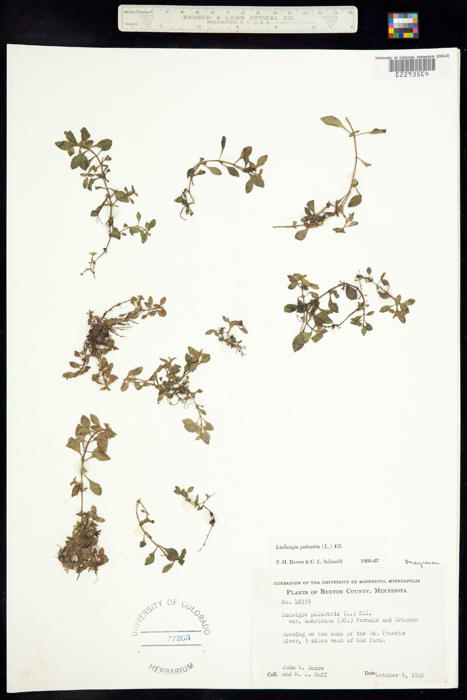 Ludwigia palustris image