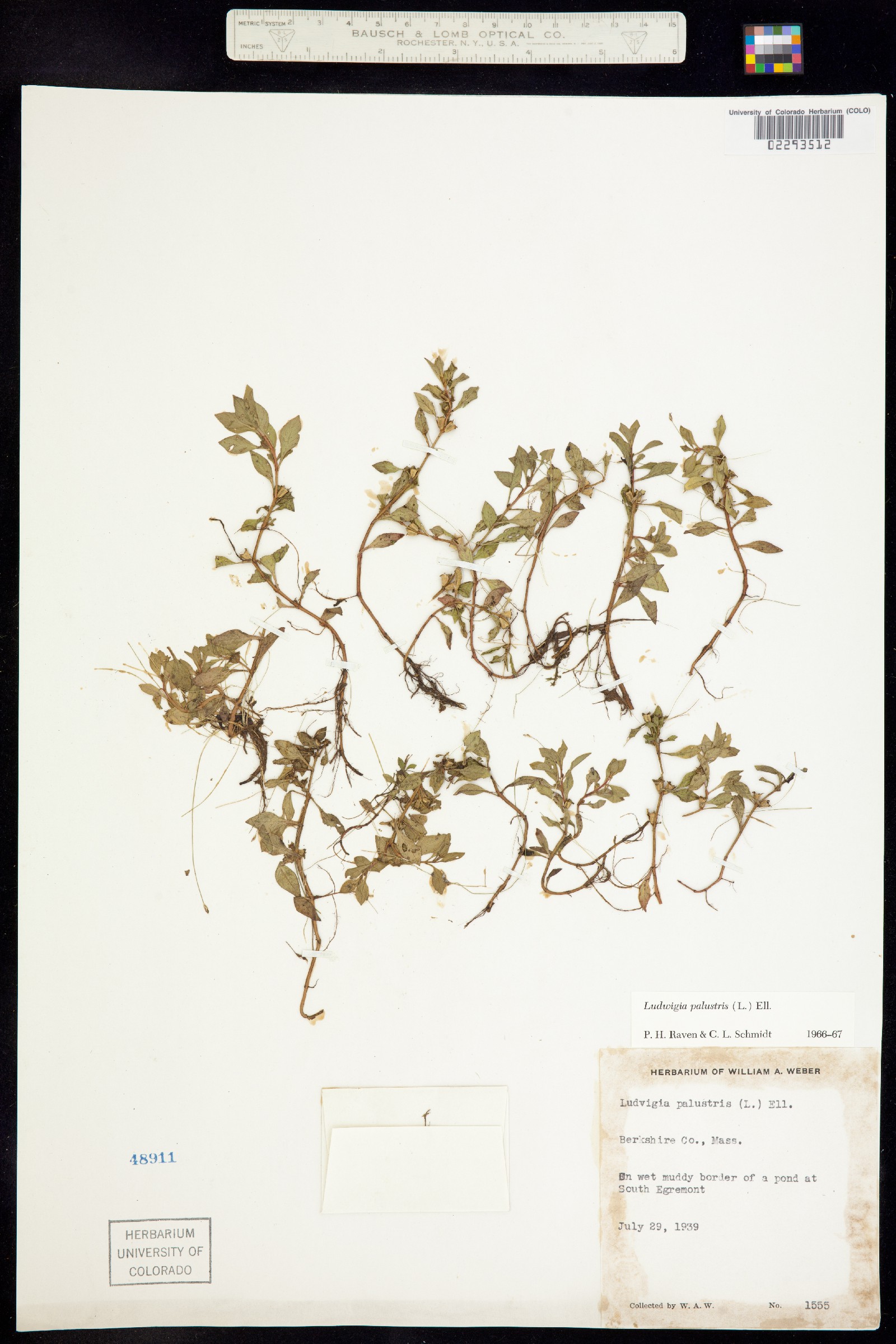 Ludwigia palustris image