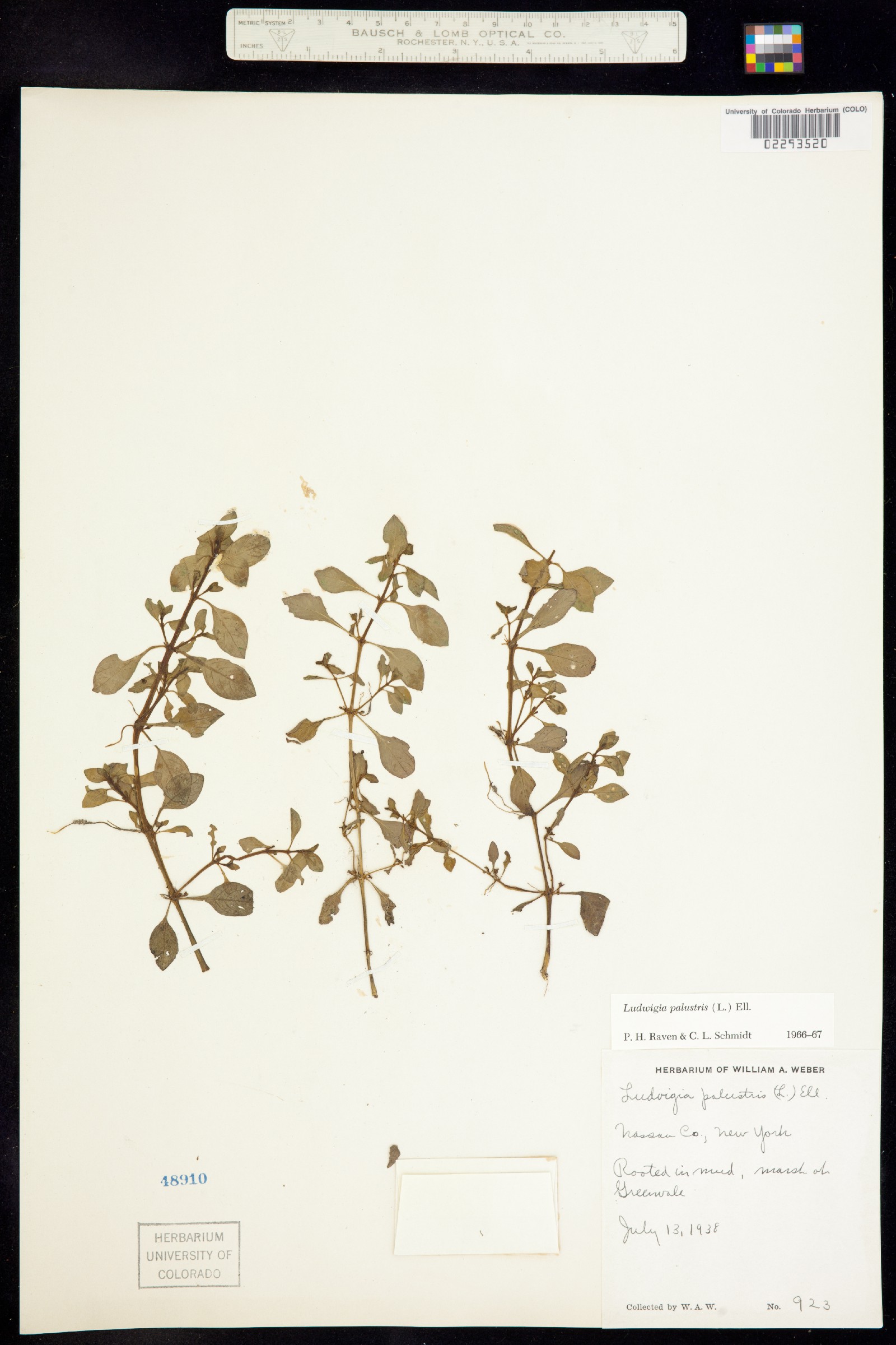 Ludwigia palustris image