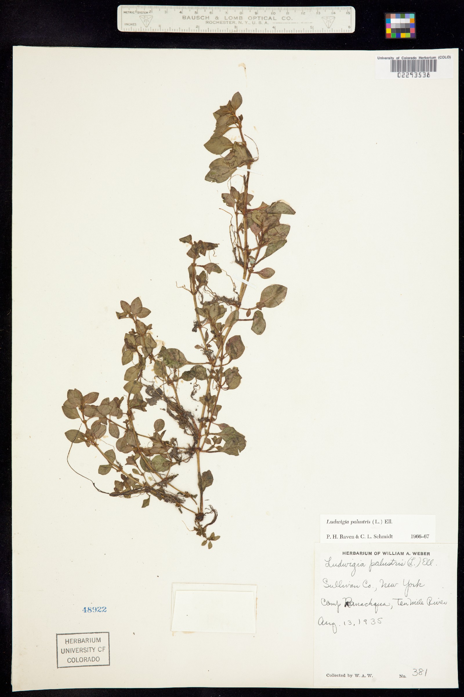 Ludwigia palustris image