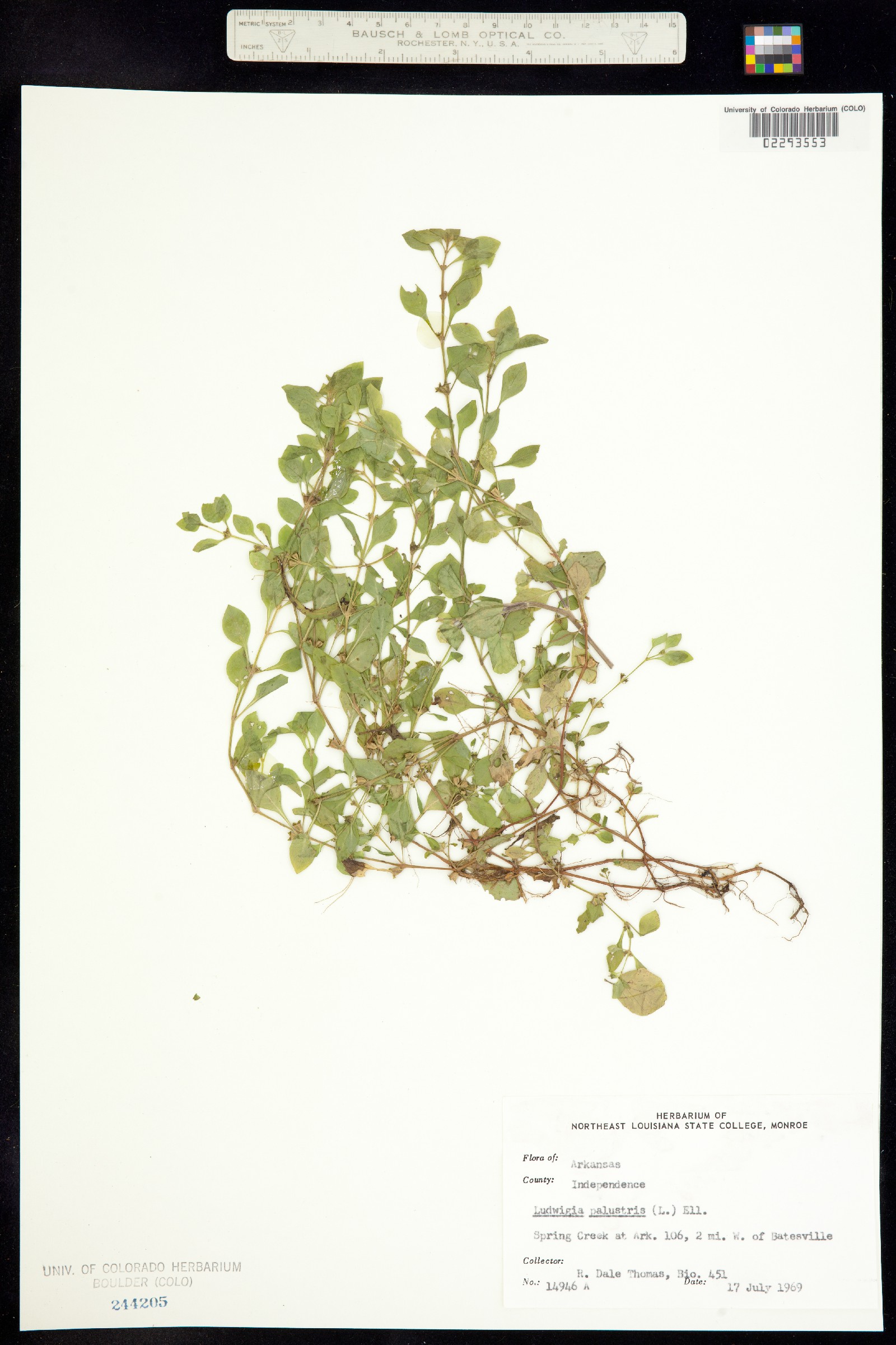 Ludwigia palustris image