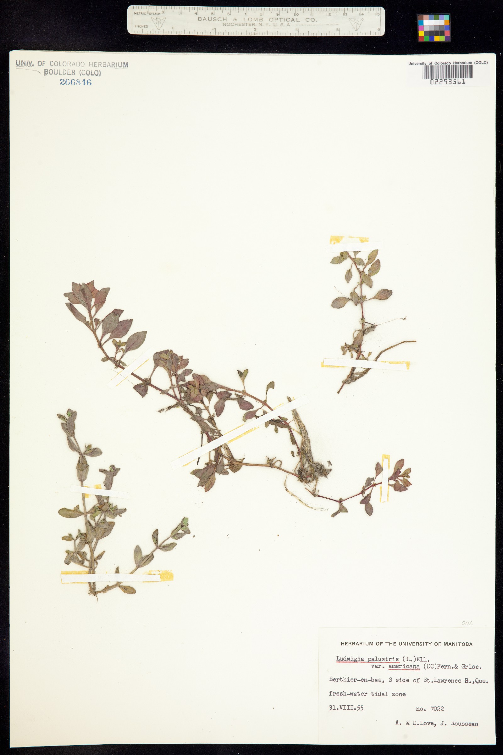 Ludwigia palustris image