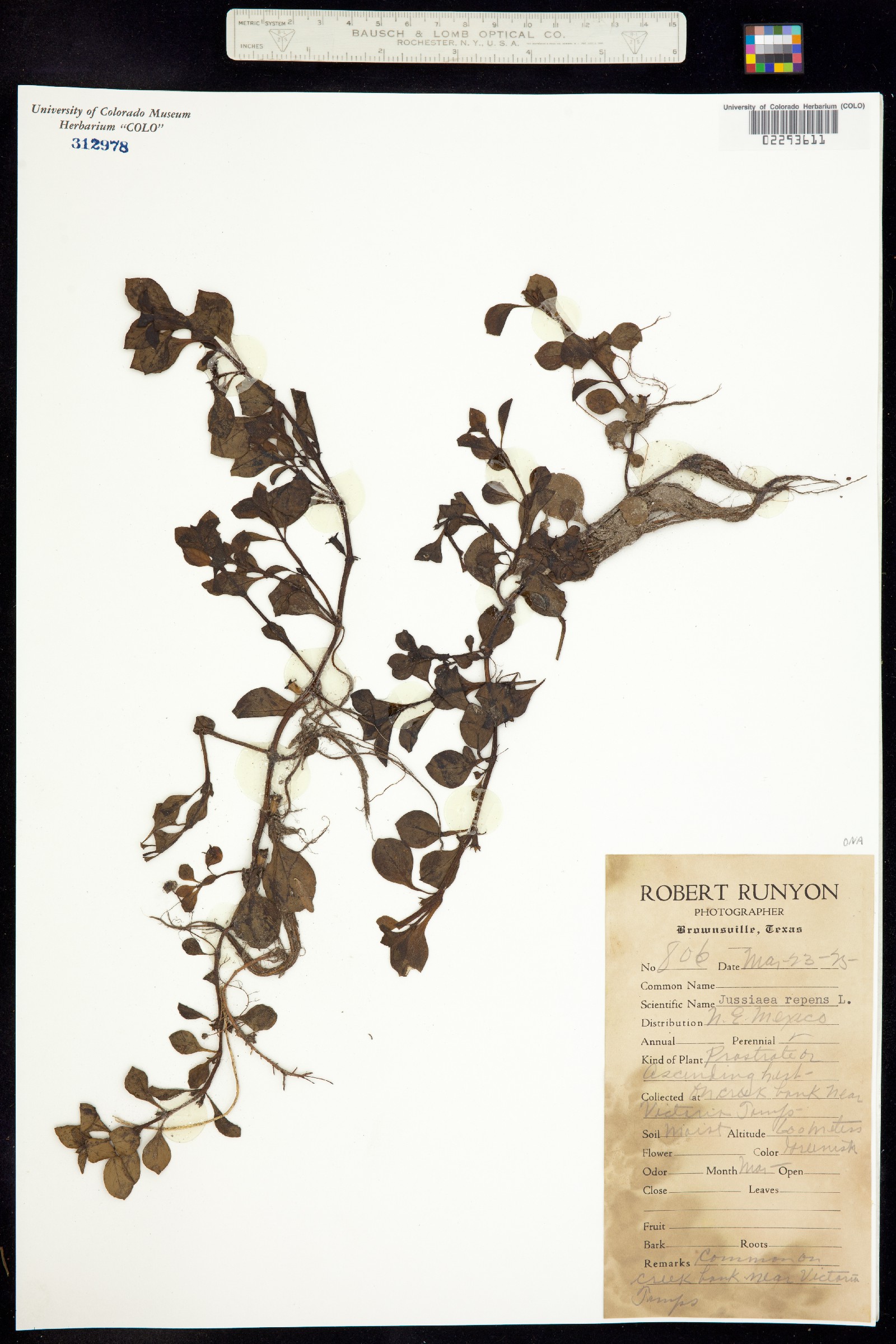 Ludwigia palustris image