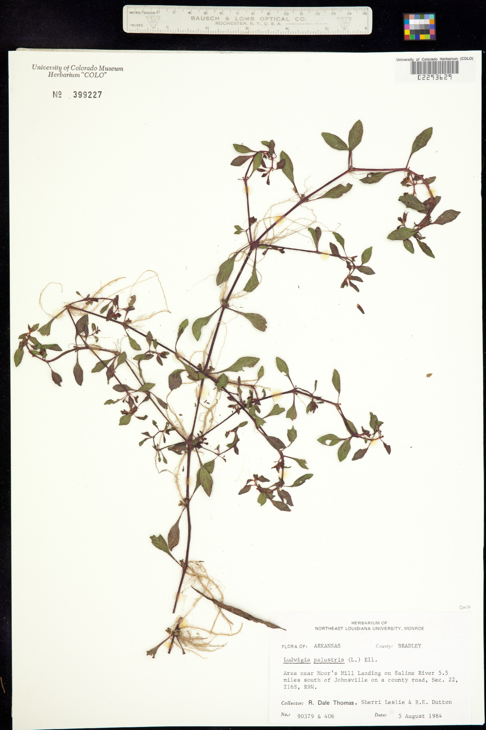 Ludwigia palustris image