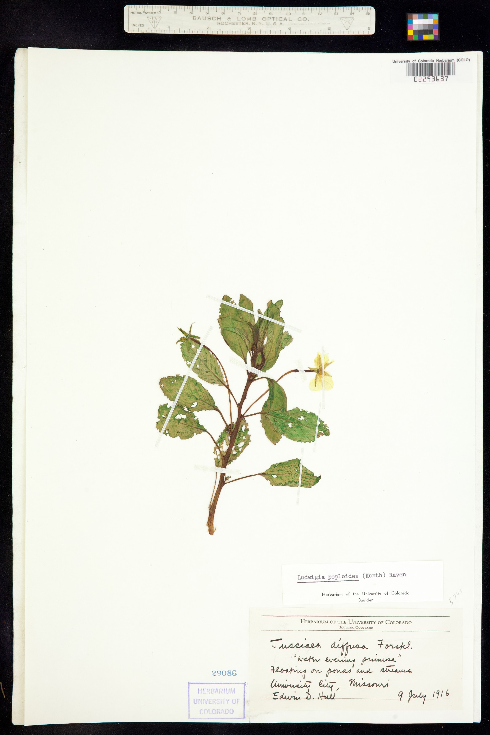 Ludwigia peploides image