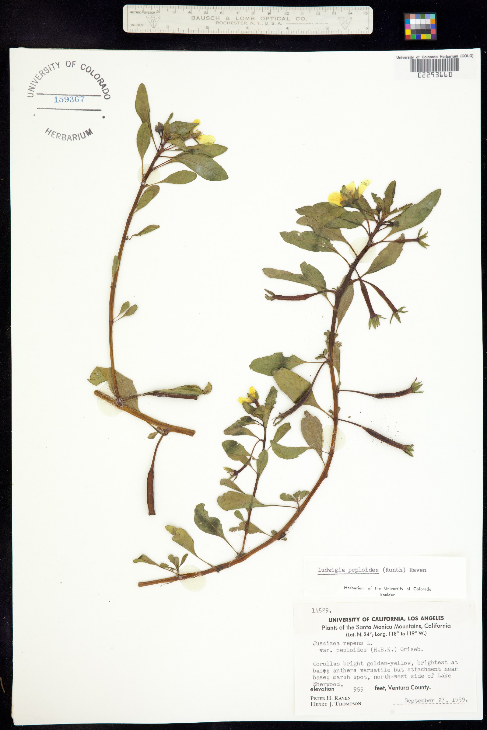 Ludwigia peploides image