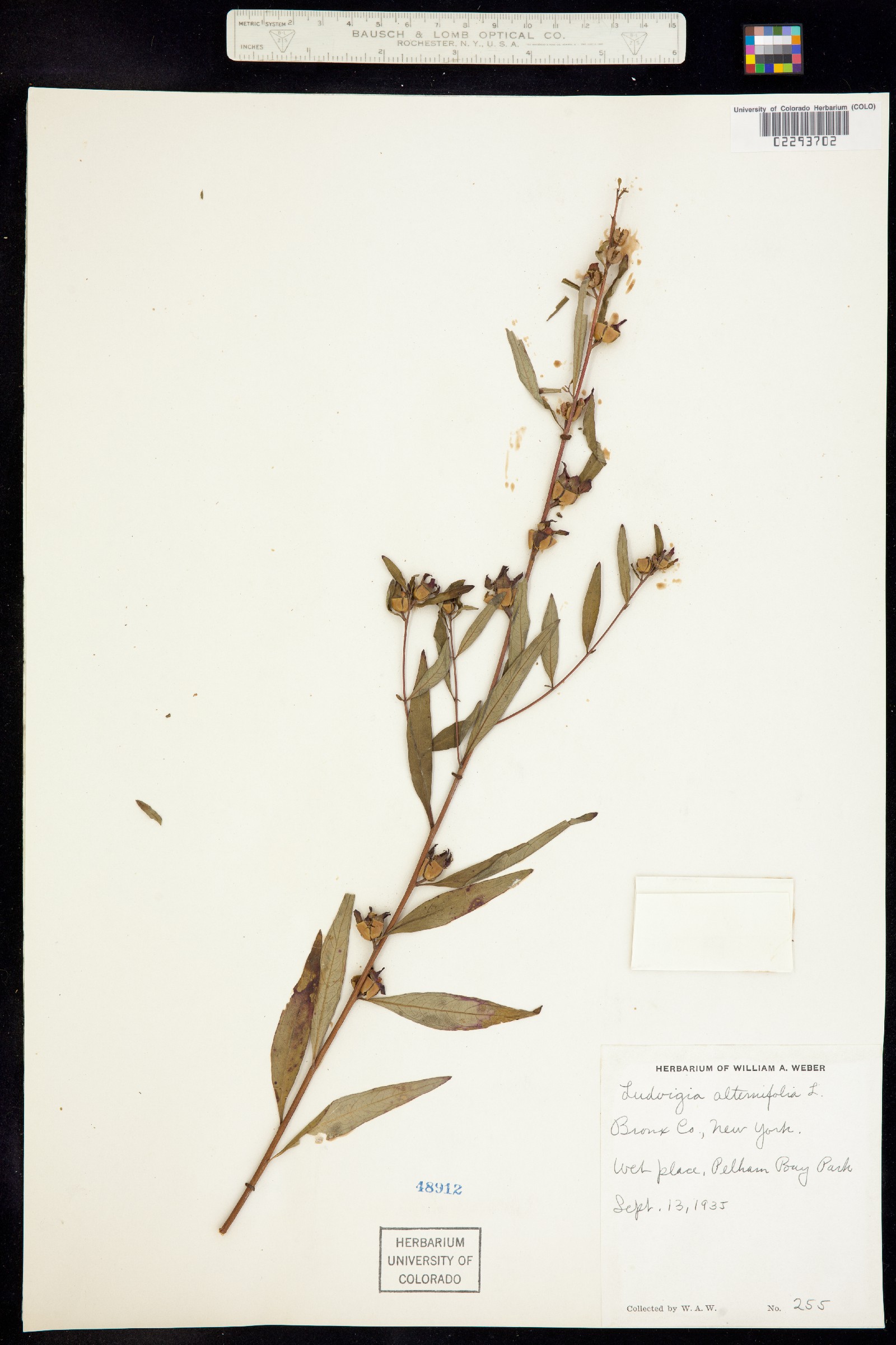 Ludwigia alternifolia image