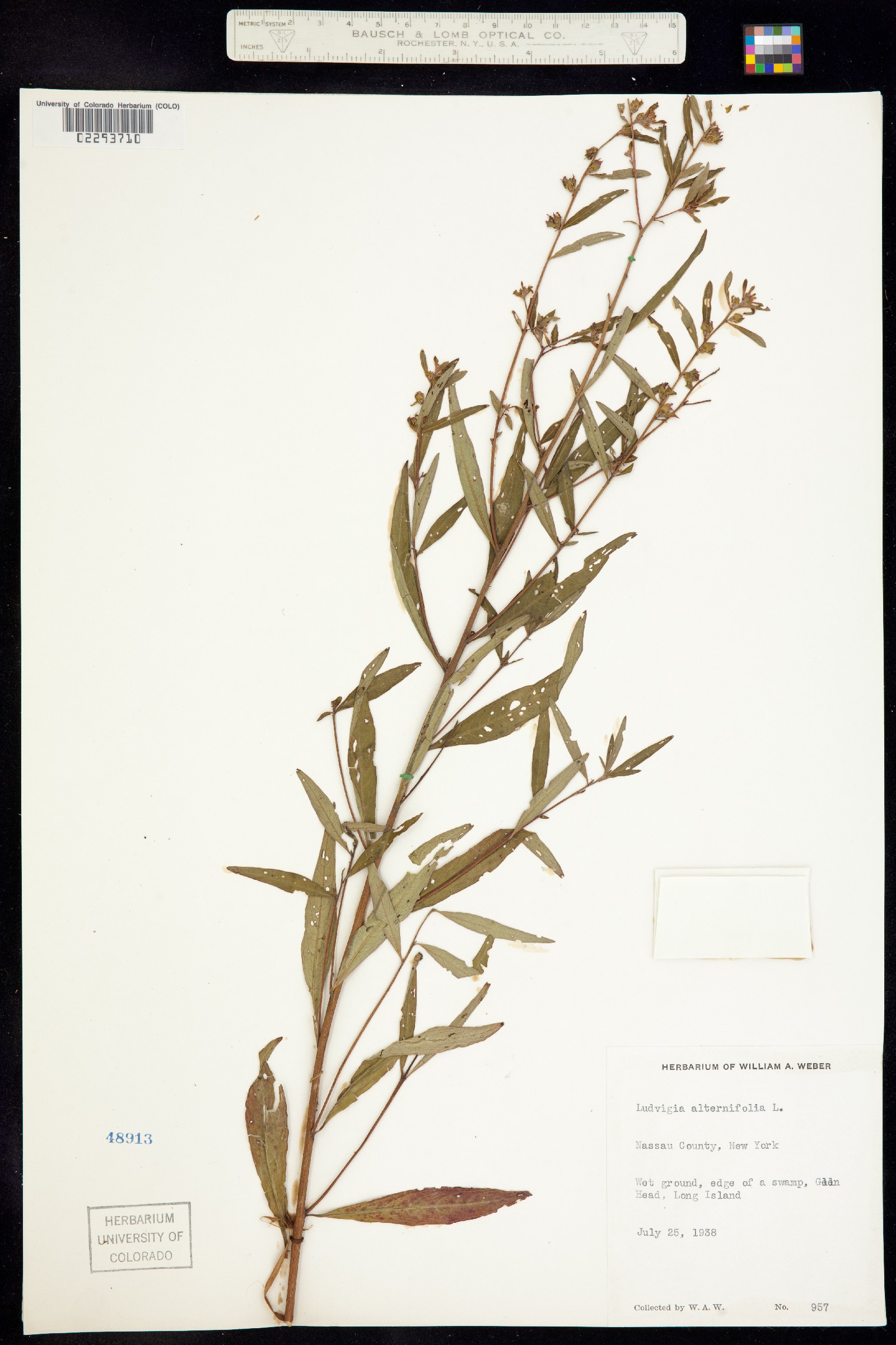 Ludwigia alternifolia image