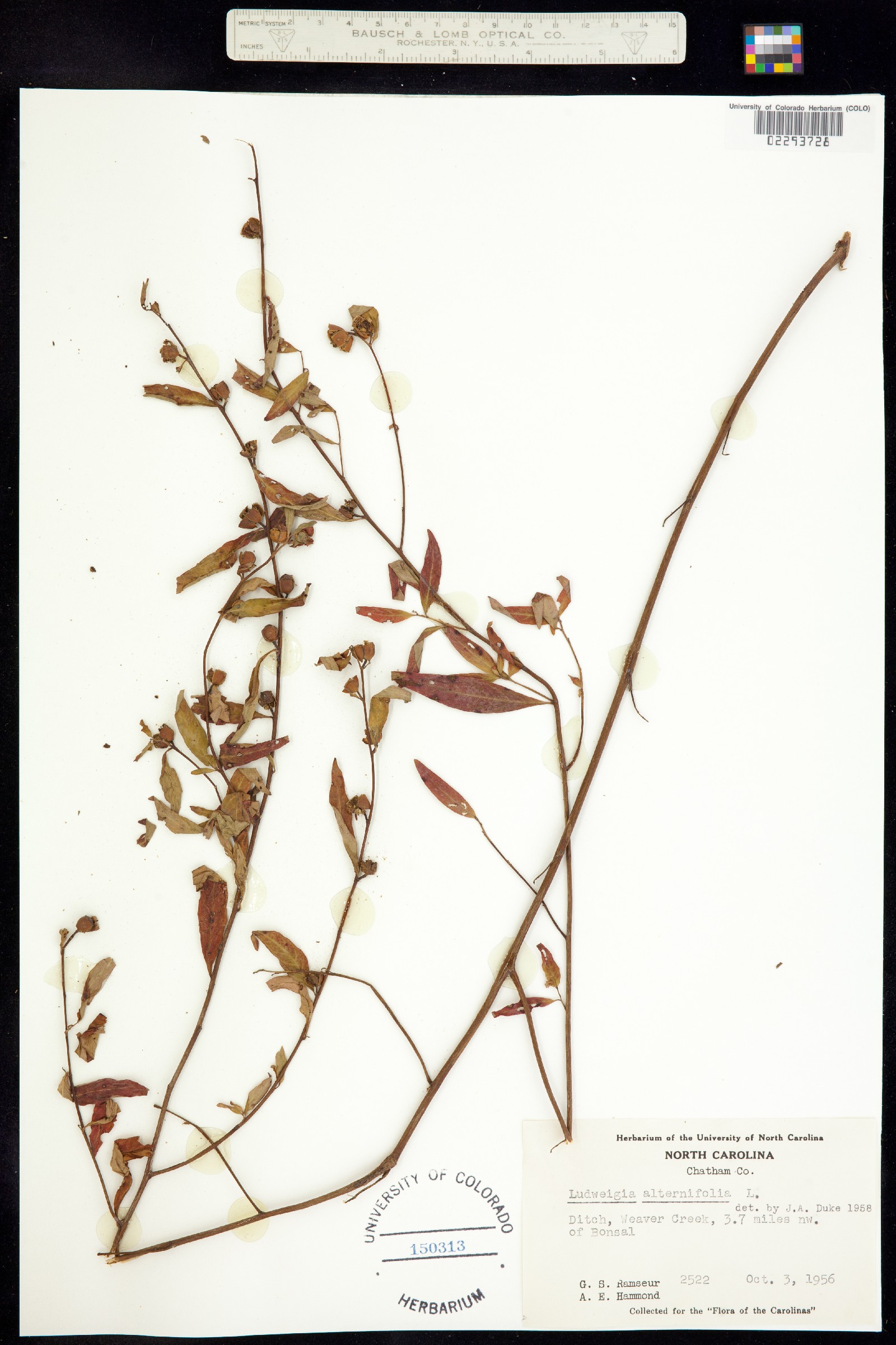 Ludwigia alternifolia image