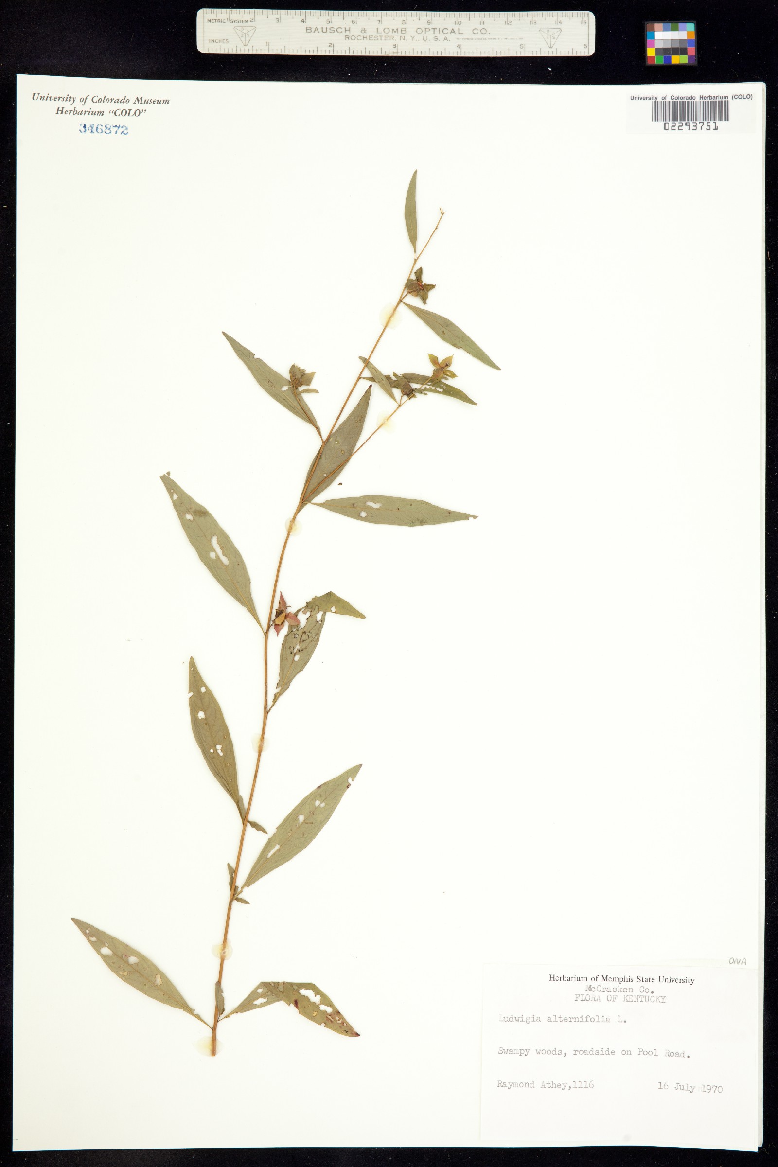 Ludwigia alternifolia image
