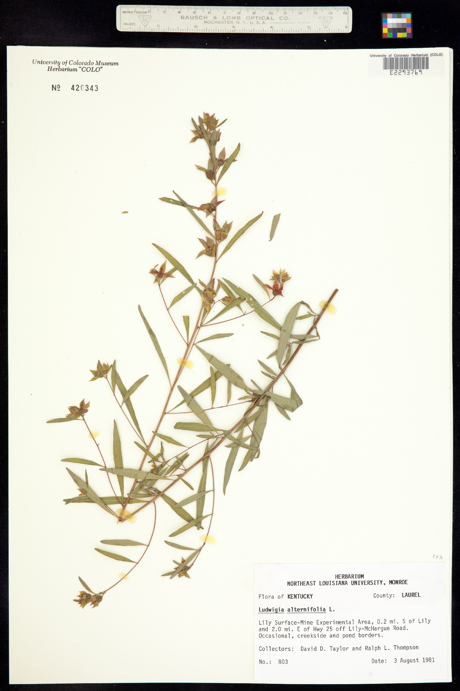 Ludwigia alternifolia image