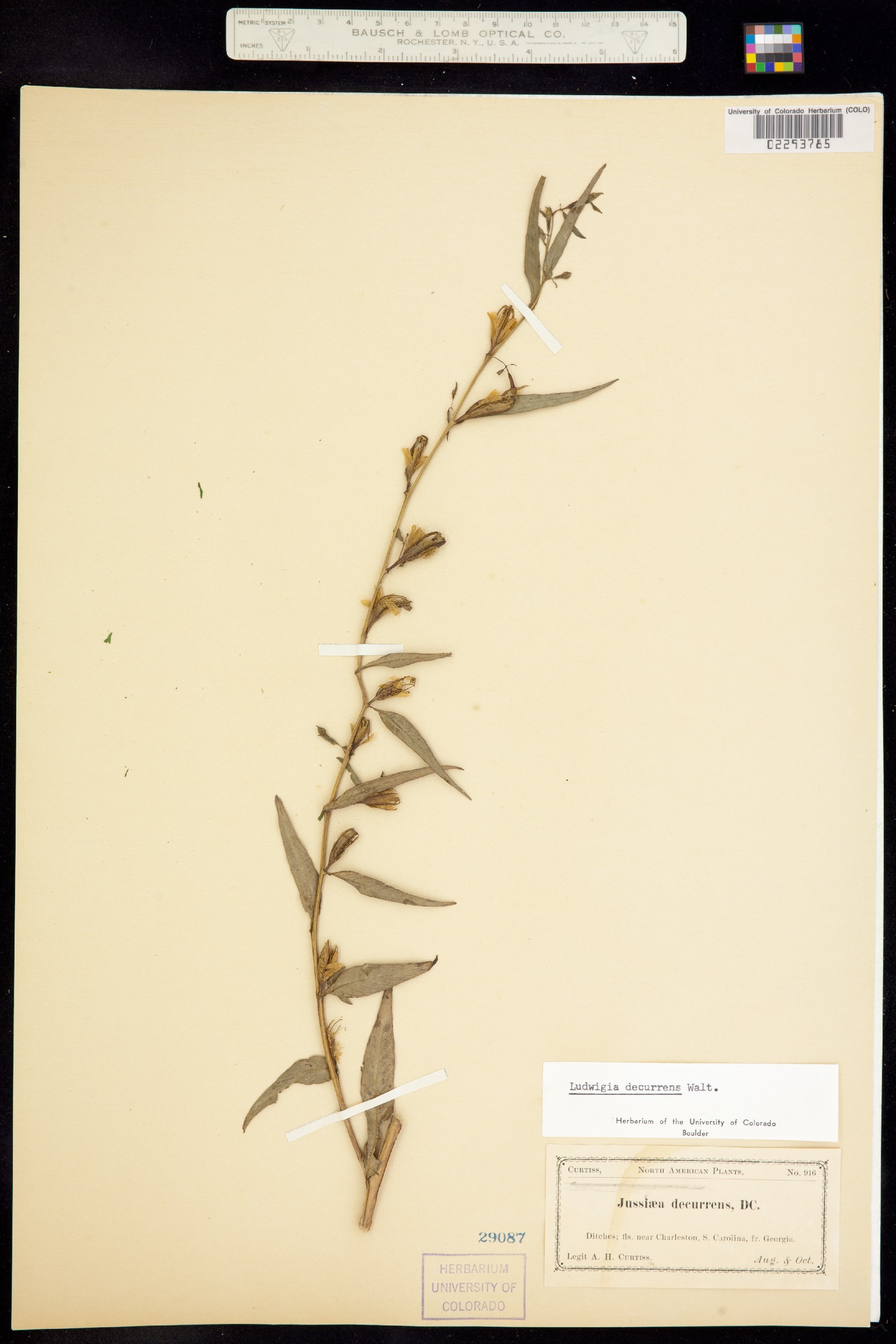 Ludwigia decurrens image