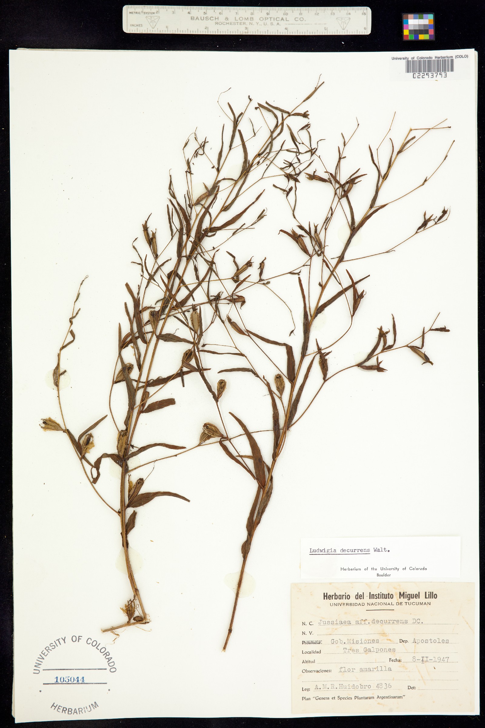 Ludwigia decurrens image