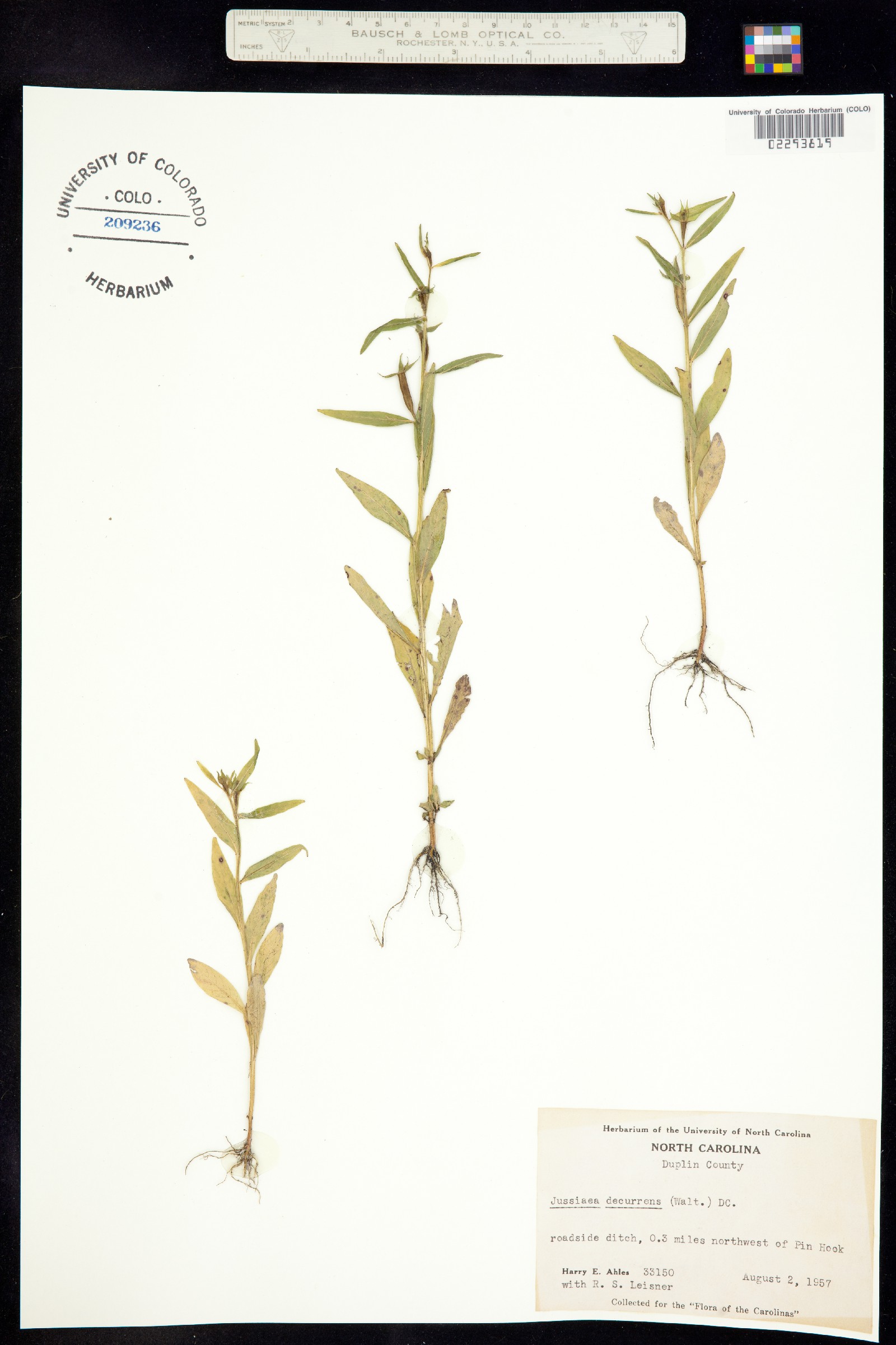 Ludwigia image