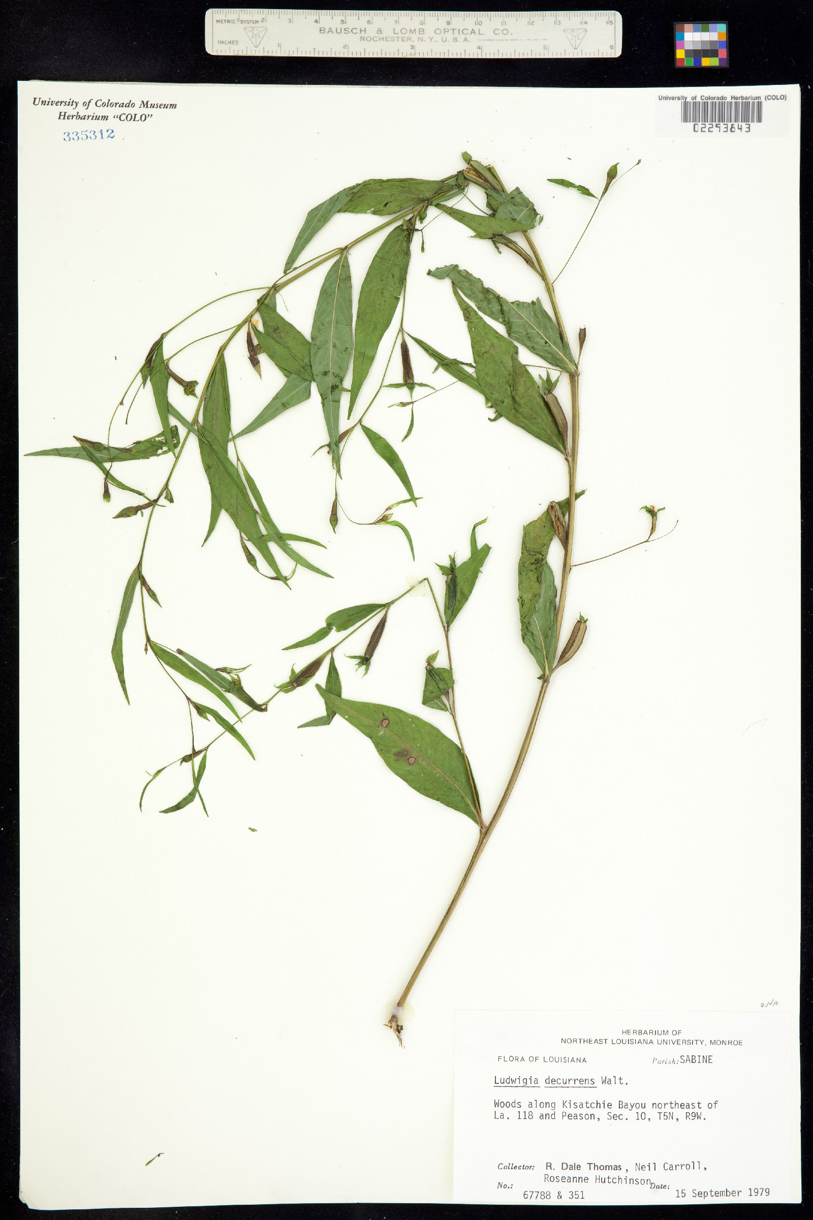 Ludwigia decurrens image