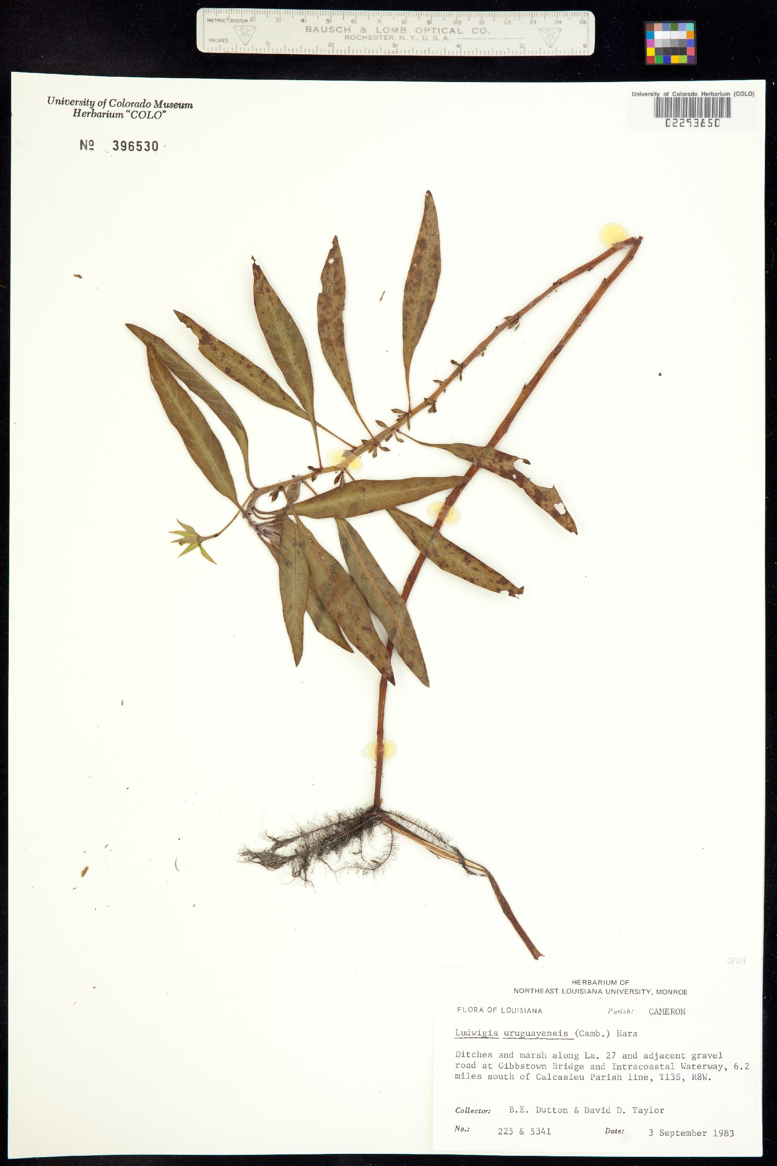 Ludwigia image