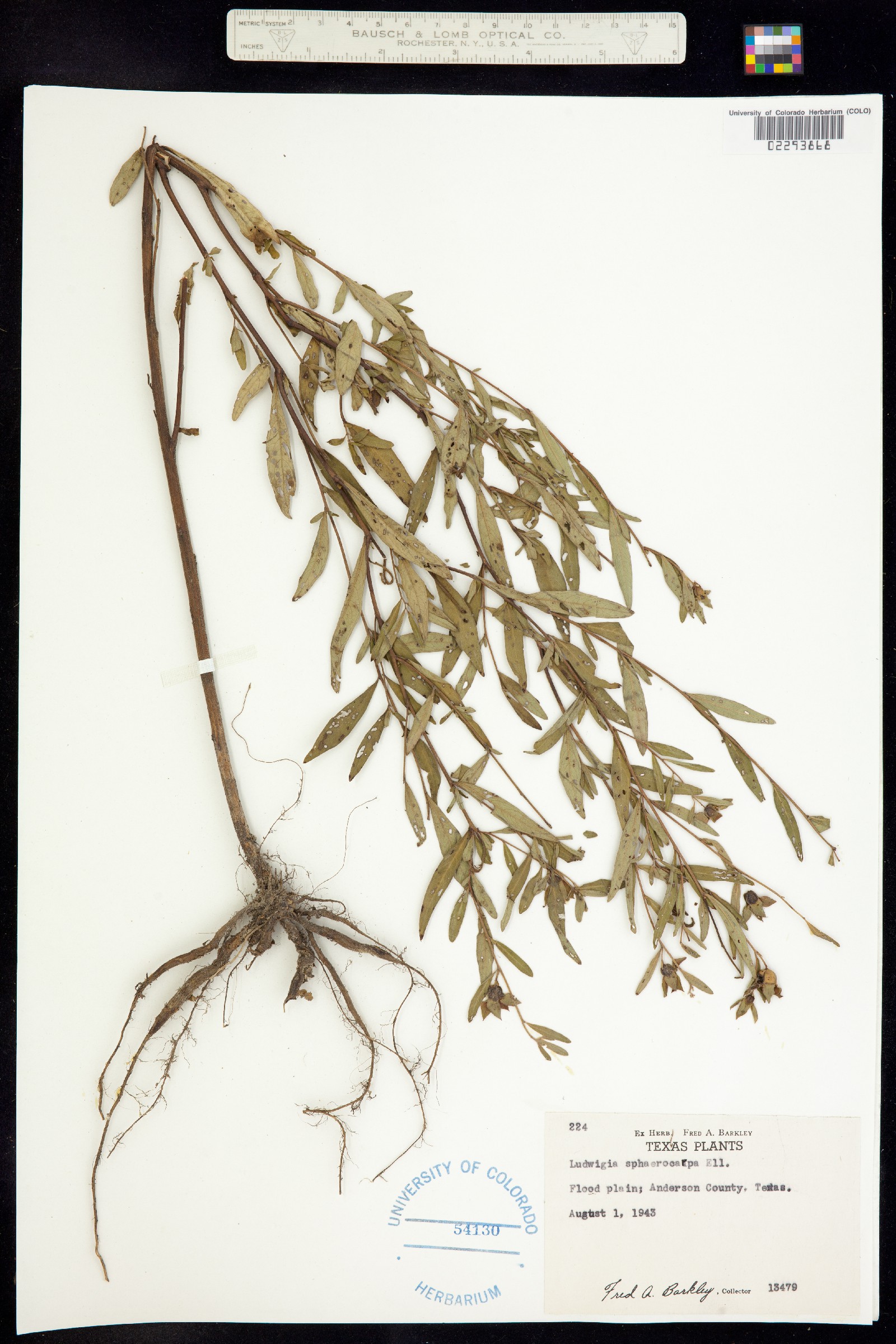 Ludwigia sphaerocarpa image