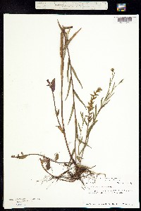 Image of Ludwigia simulata