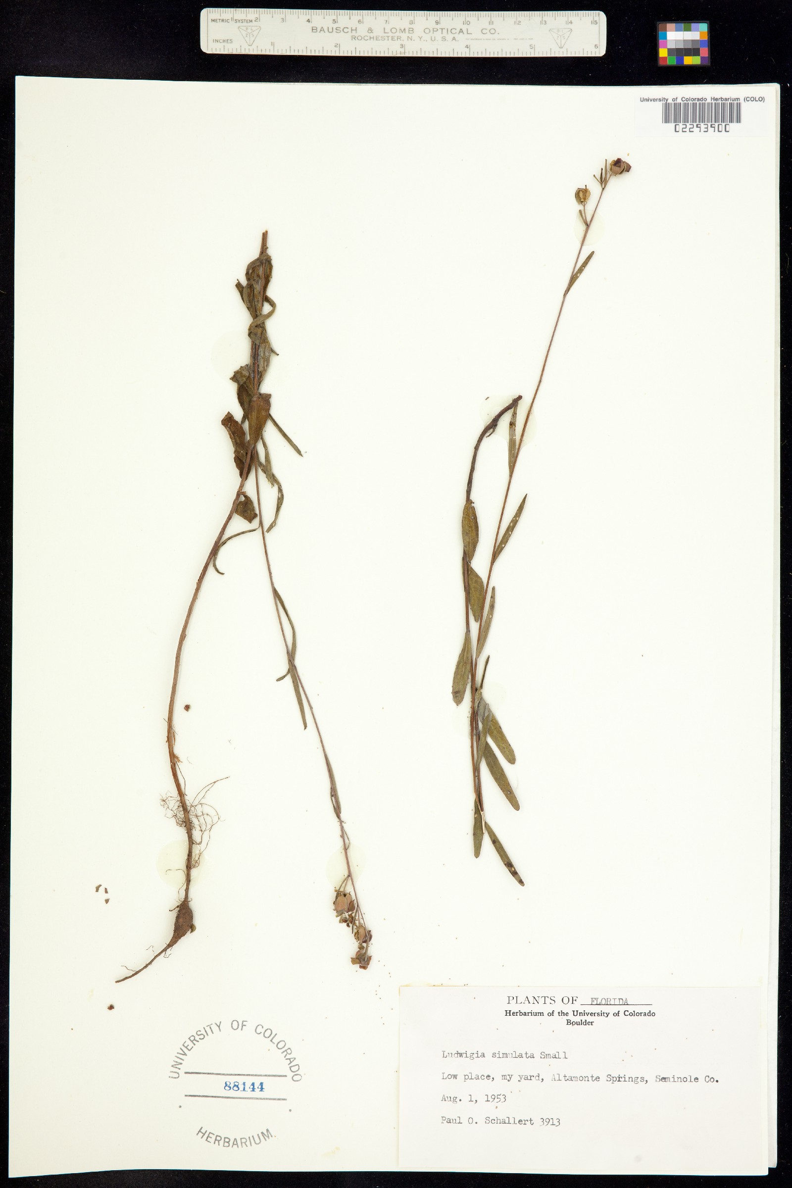 Ludwigia alata image