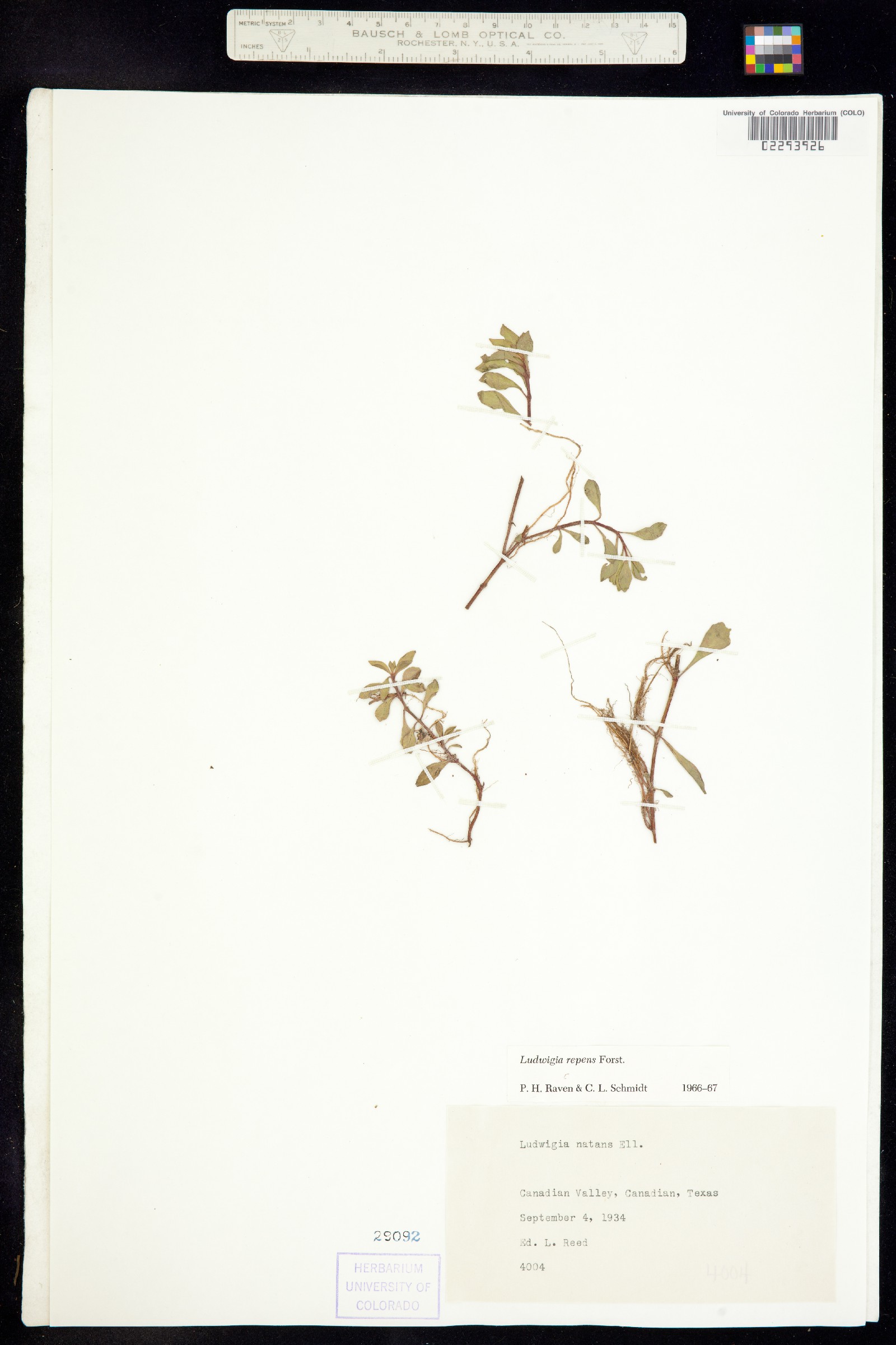 Ludwigia repens image