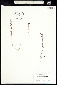 Image of Ludwigia microcarpa