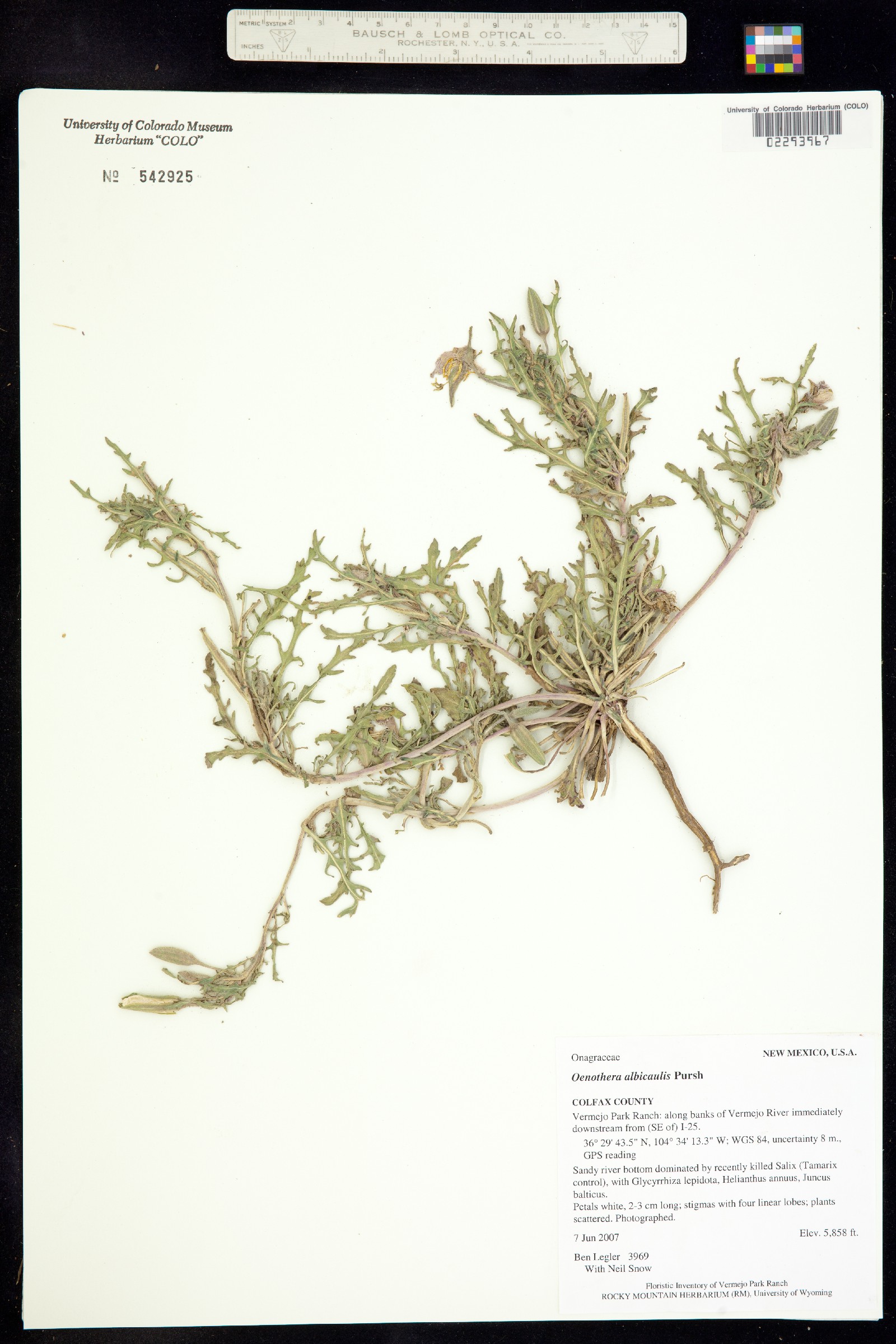Oenothera albicaulis image