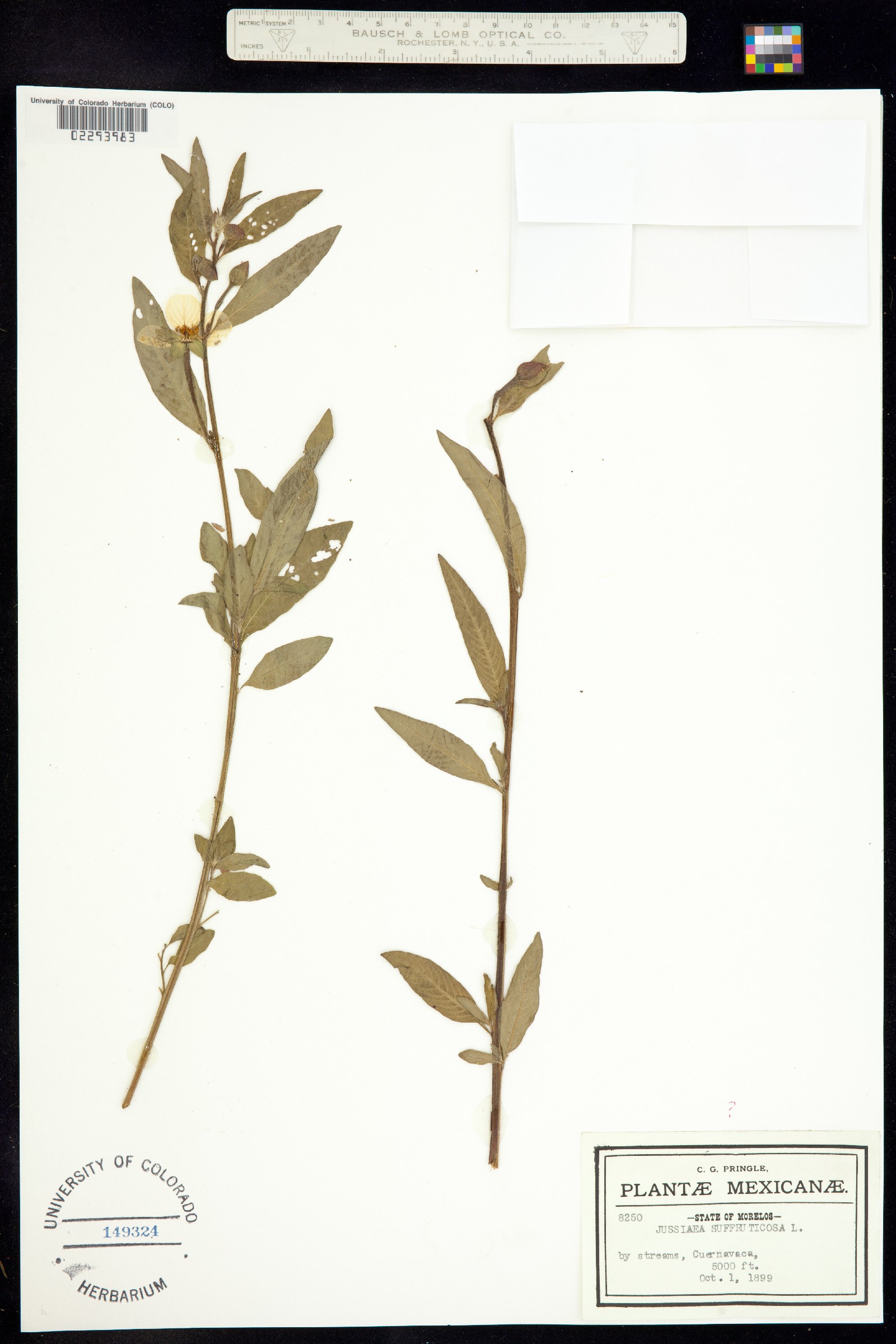 Ludwigia suffruticosa image