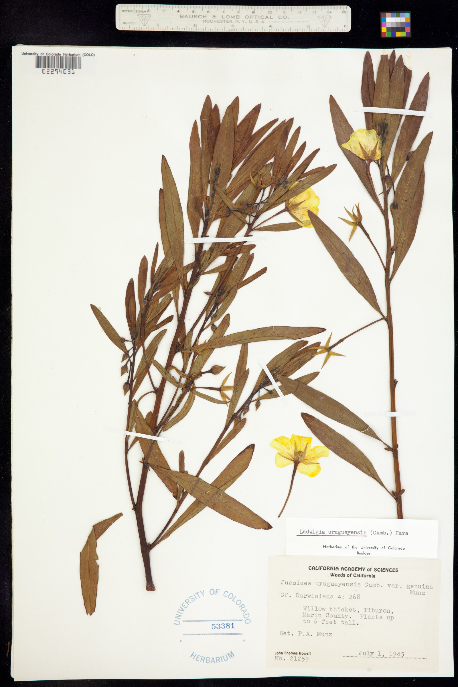 Ludwigia grandiflora image