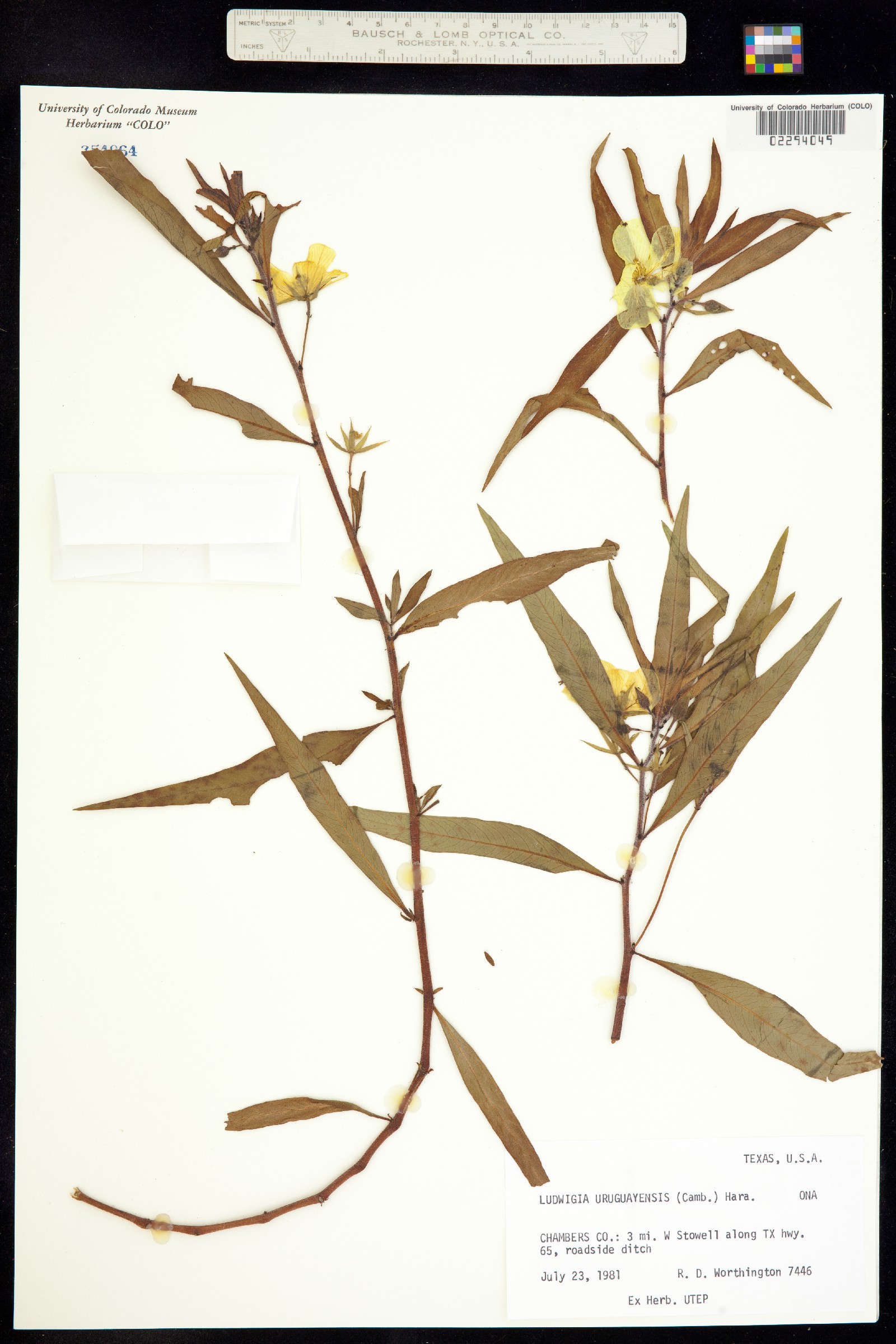 Ludwigia grandiflora image