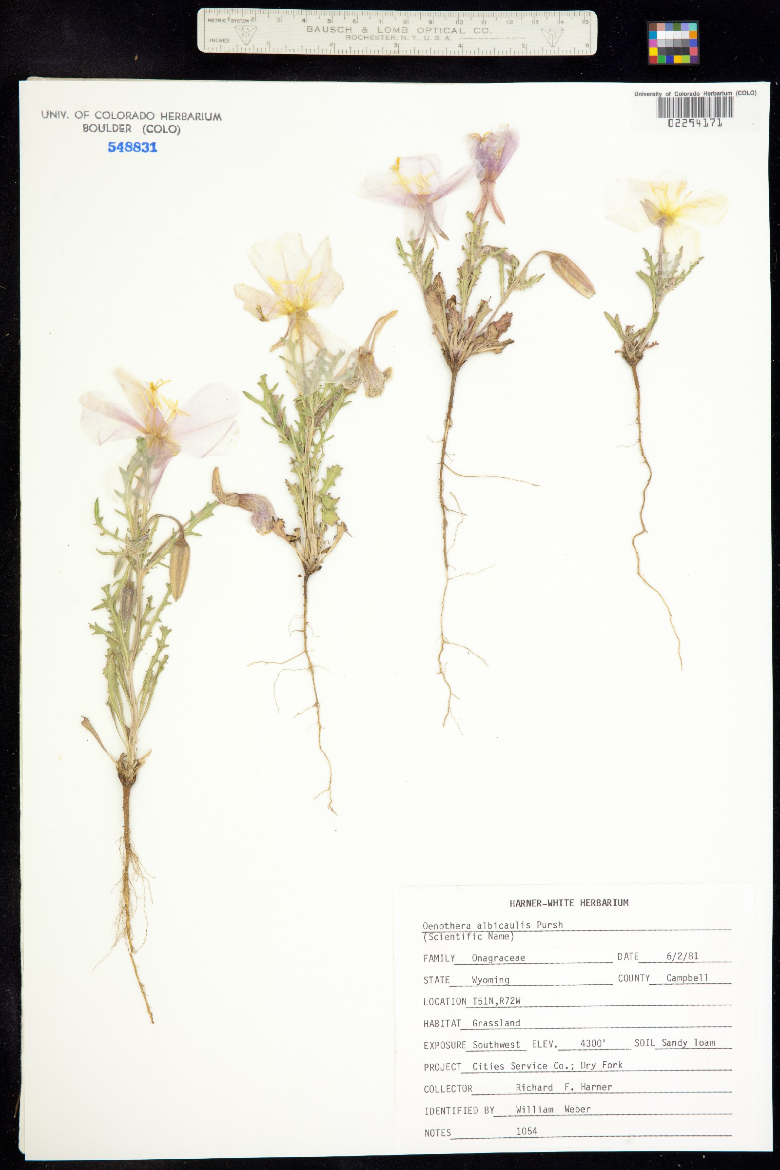 Oenothera albicaulis image