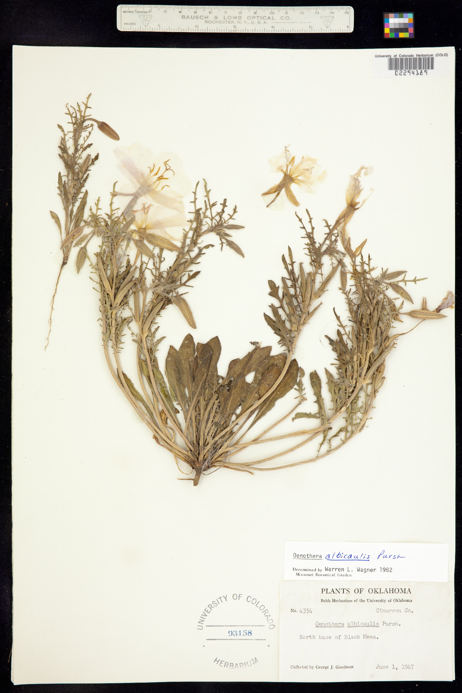 Oenothera albicaulis image