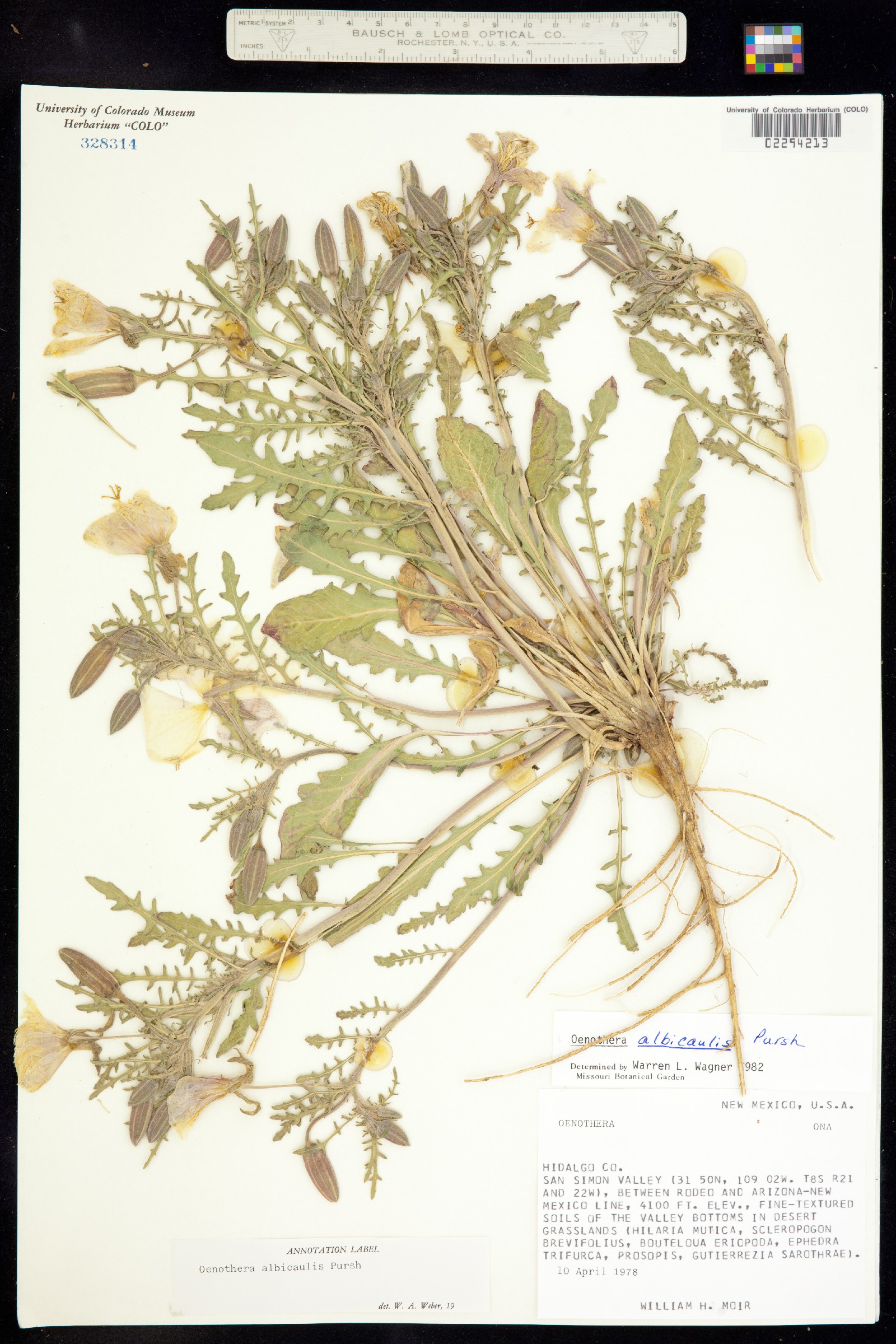 Oenothera albicaulis image