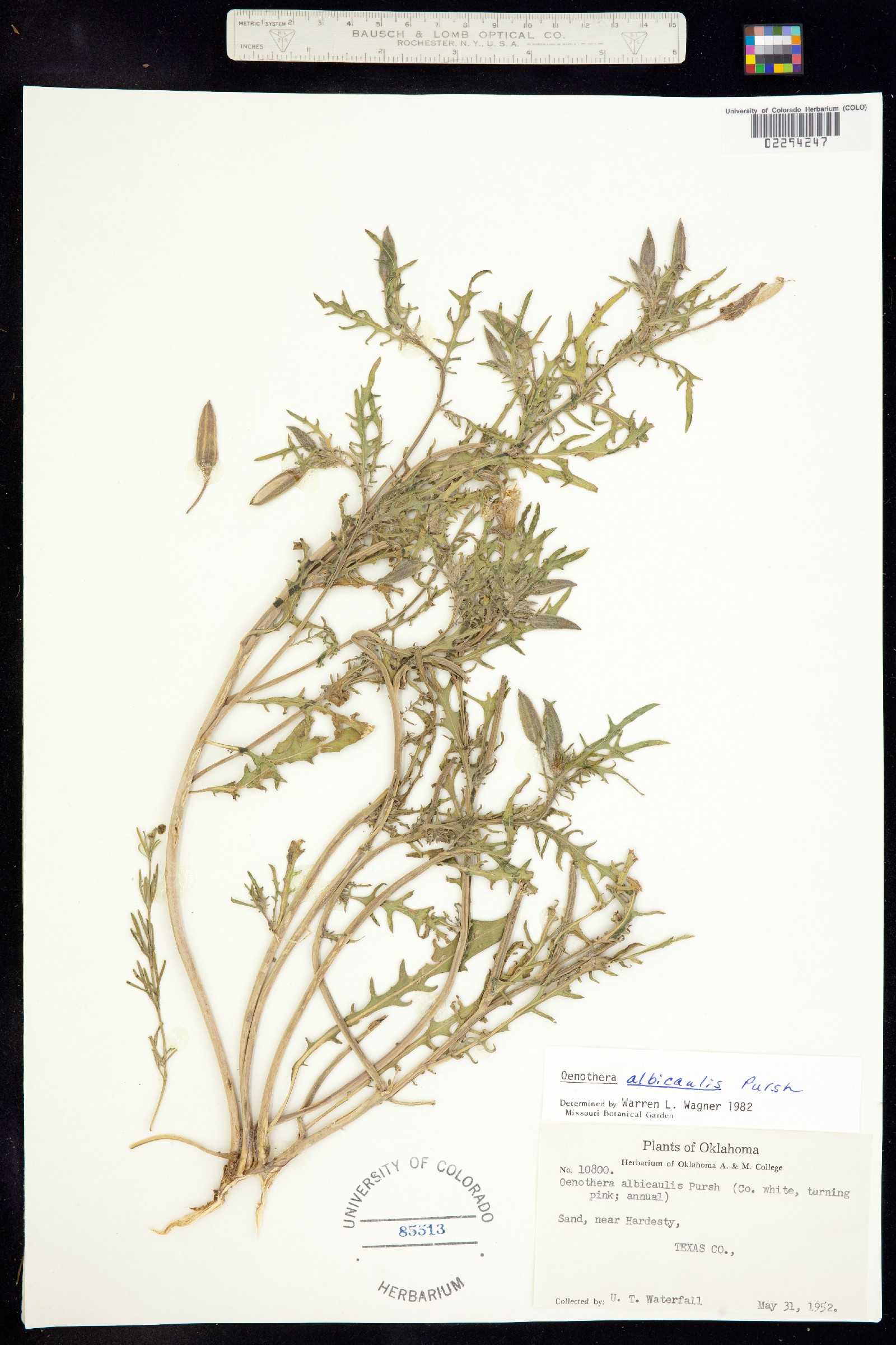 Oenothera albicaulis image