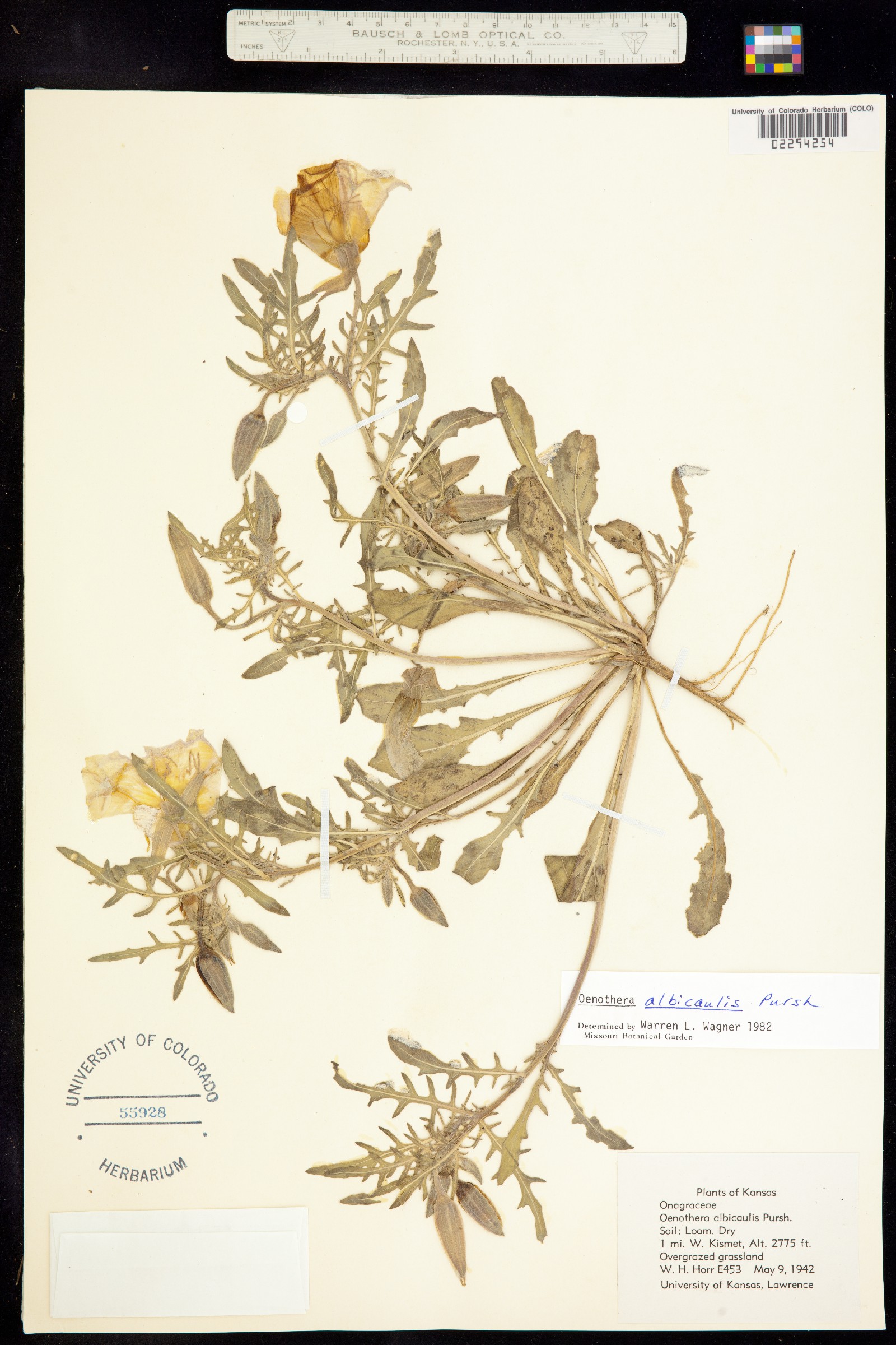 Oenothera albicaulis image