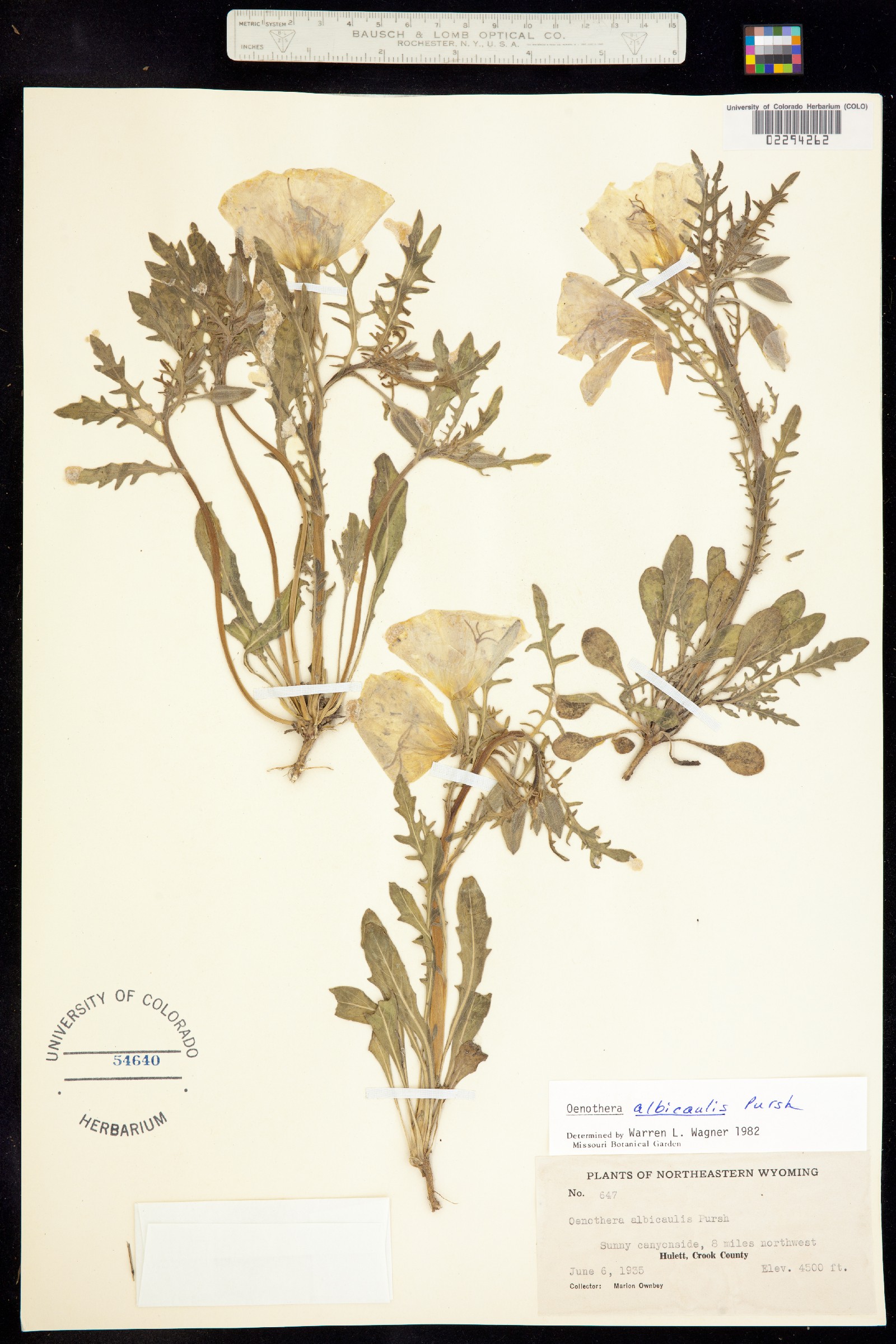 Oenothera albicaulis image