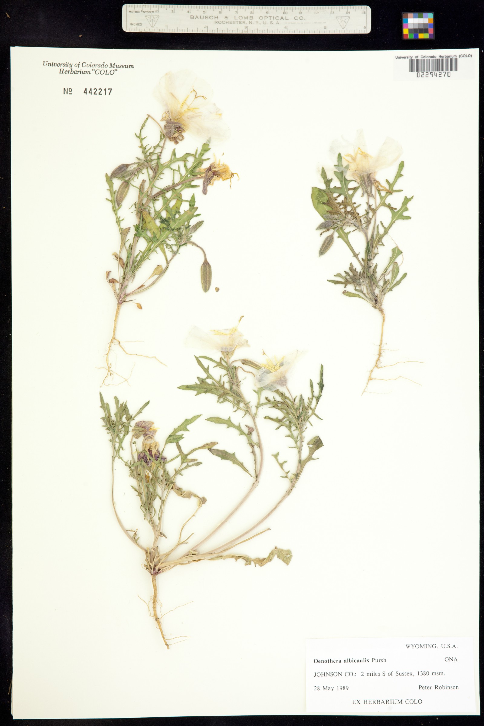 Oenothera albicaulis image