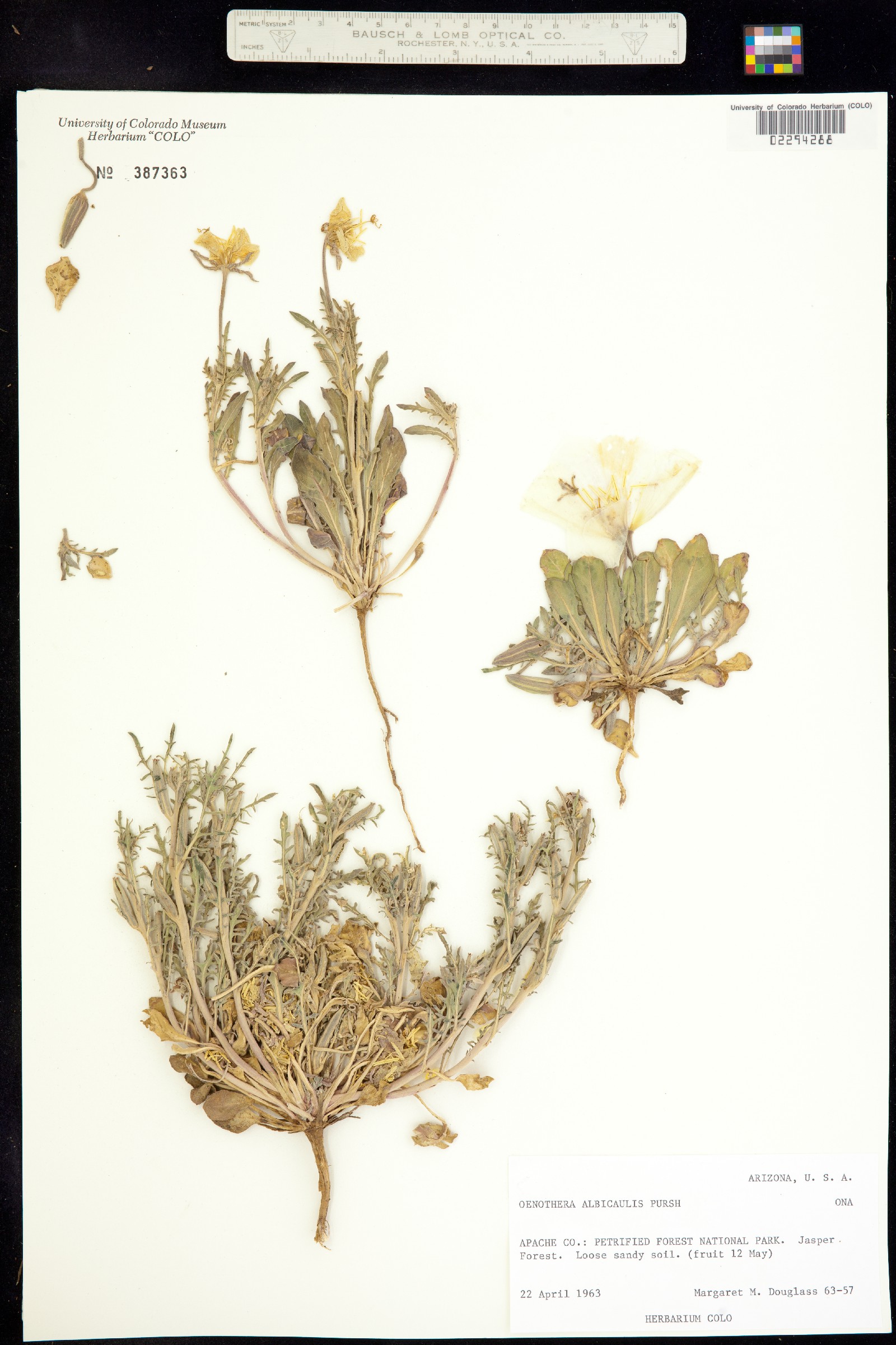 Oenothera albicaulis image