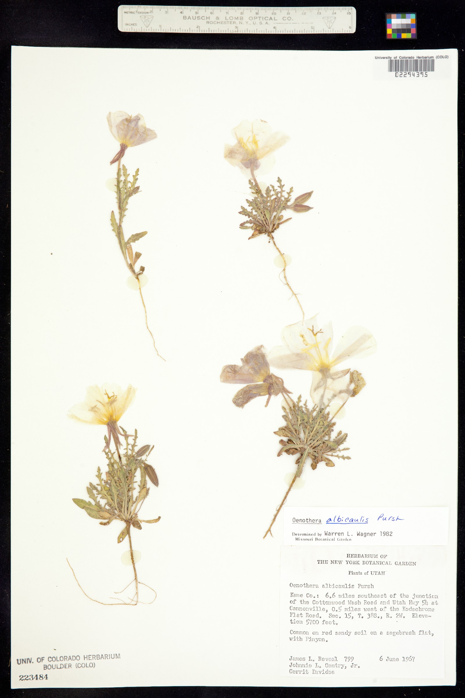 Oenothera albicaulis image